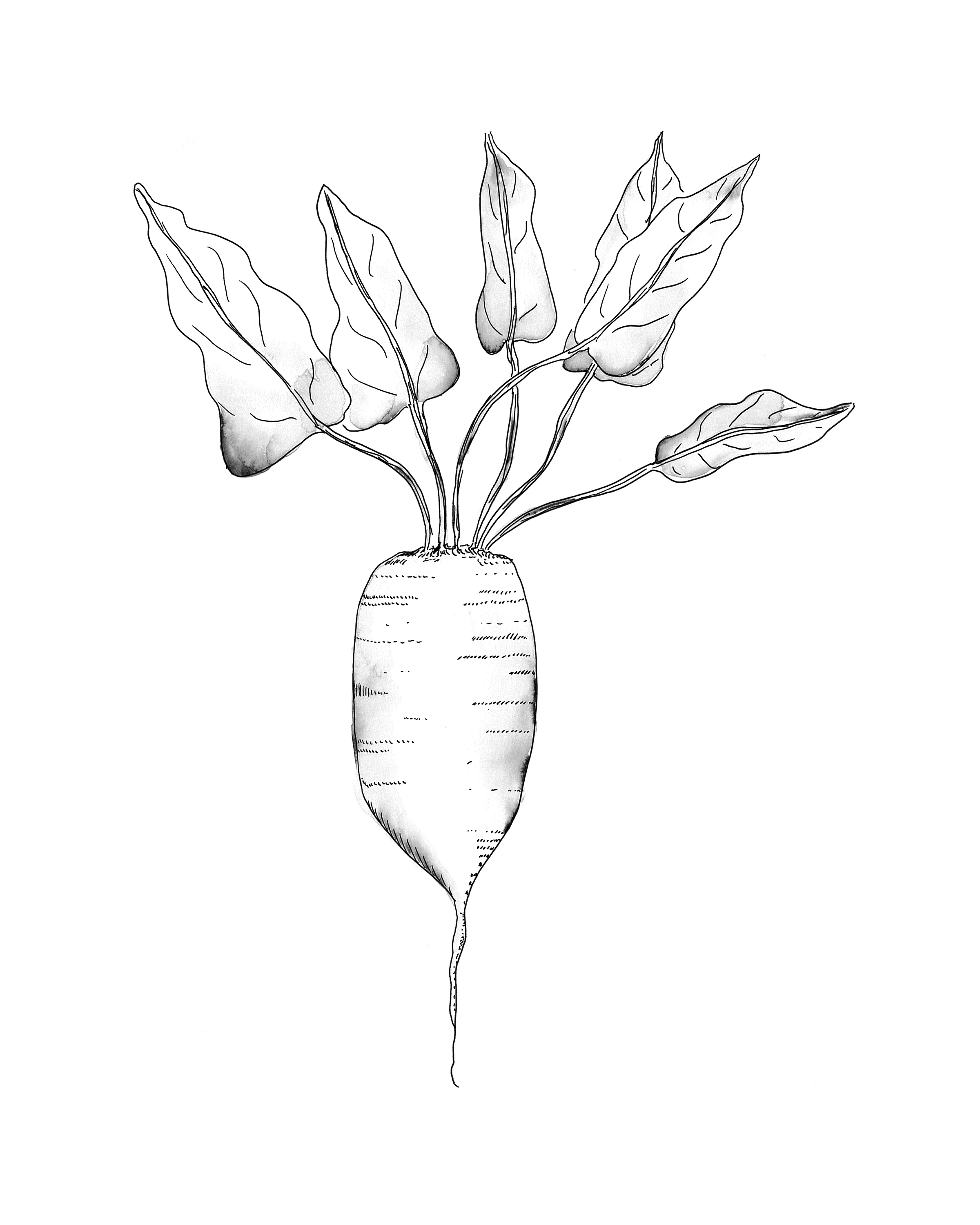 Sugar Beet