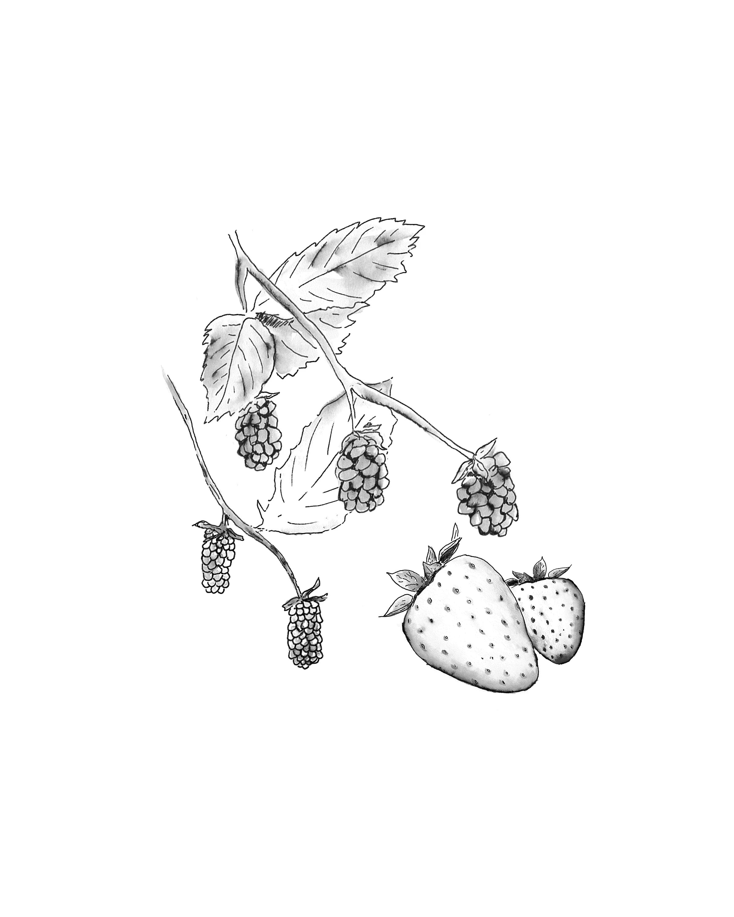 Loganberries, Olallieberries, and Strawberries