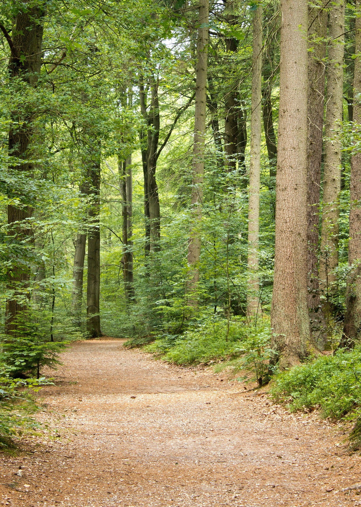 pathway wide in forest.jpg