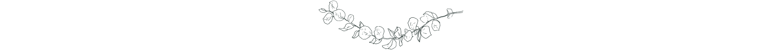 Allison Redmon Photography & Films Branch2.png