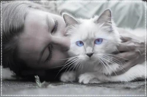 cat-1423844_1920.jpg