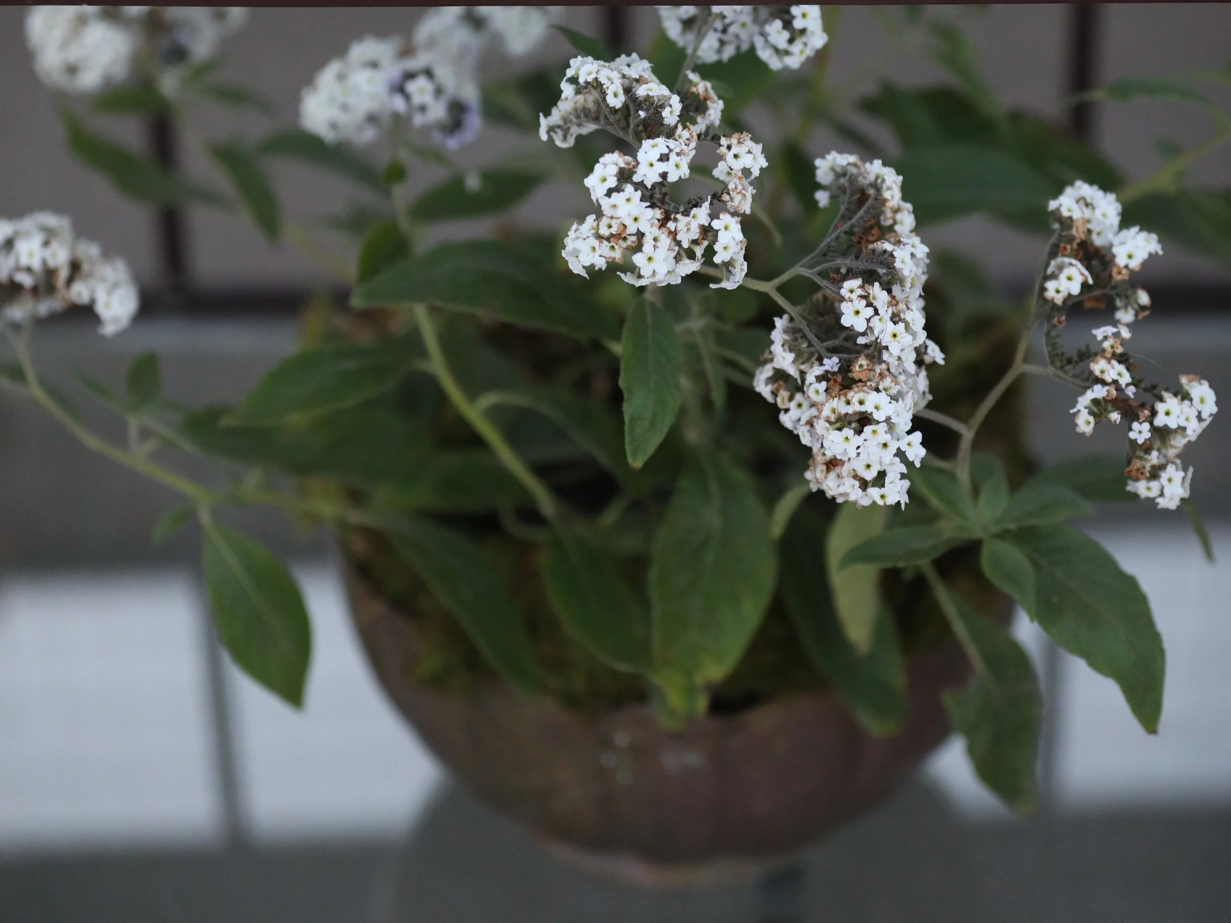 Green Plants