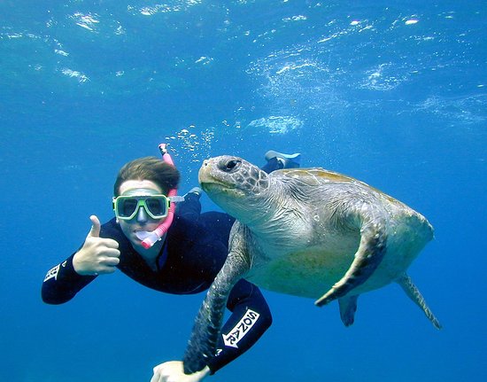 turtle-and-snorkeller.jpg