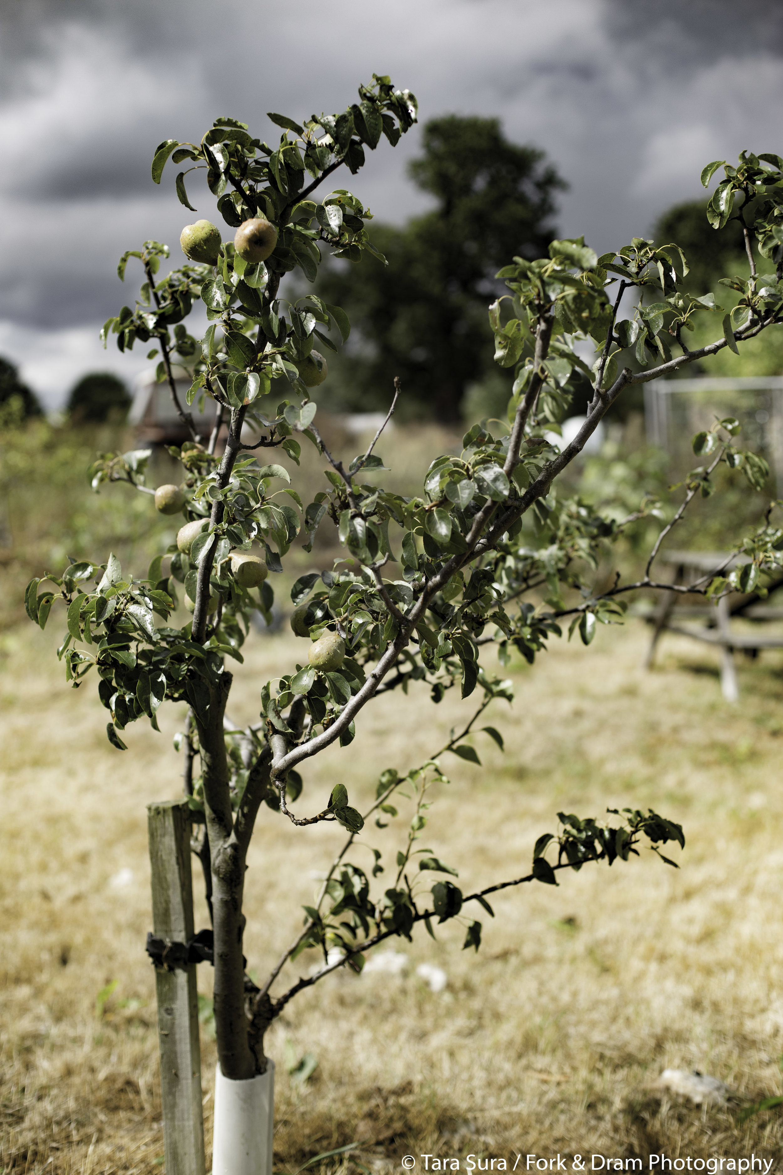 EnfieldFoodFestival-30.jpg