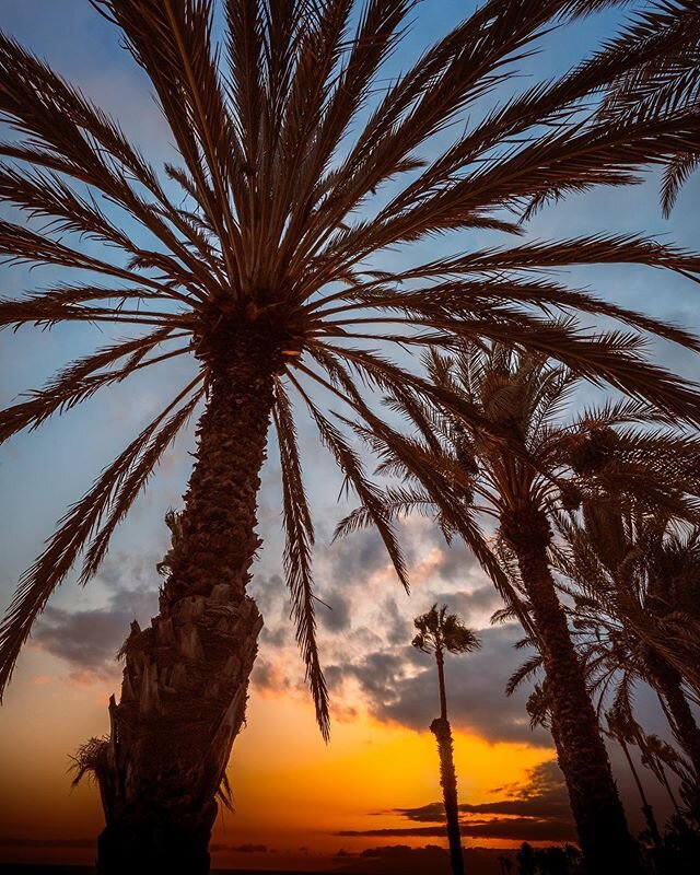 Palm trees+sunset+beach+cocktails= Paradise 🌍 &mdash;&mdash;&mdash;&mdash;&mdash;&mdash;&mdash;&mdash;&mdash;&mdash;&mdash;&mdash;&mdash;&mdash;
&bull;
&bull;
📸: @sonya7iii
🖥: @lightroom
🌐: Tenerife, Canary Islands 👥: @sheridale.productions
&bul