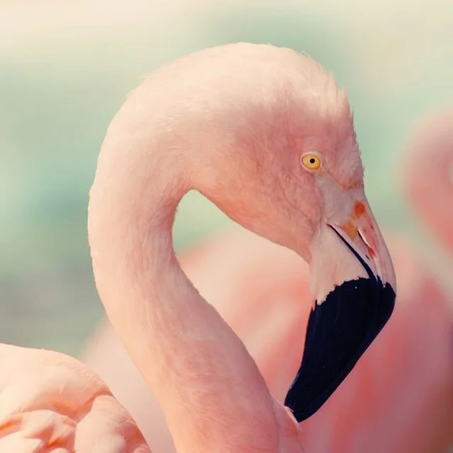 Dusty pink and lush tropics. .
.
.
.
#pink #lush #tropics #catering #tropics #sea #magic #beach #coconuts