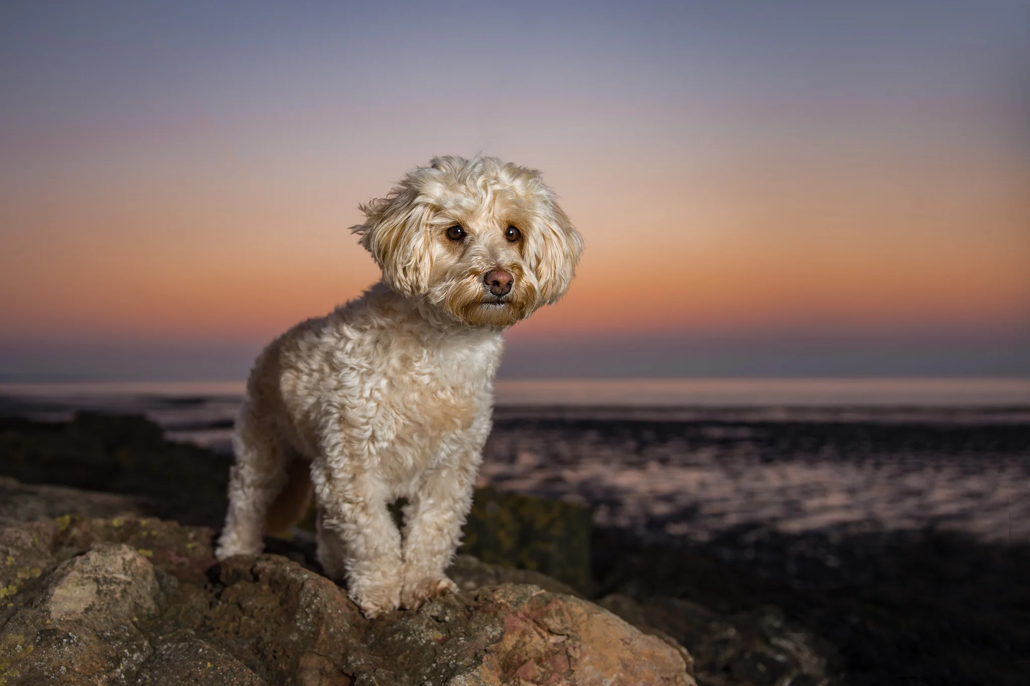Archie-1.jpg