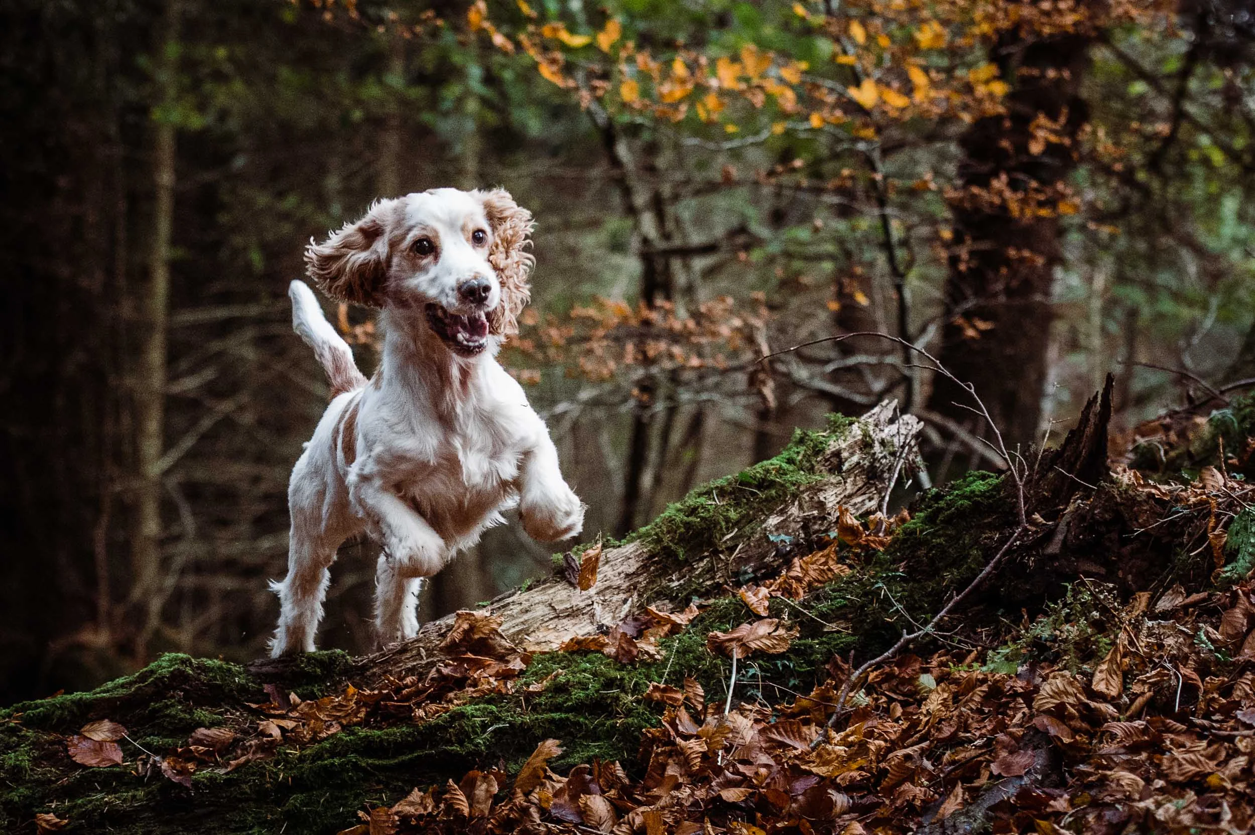 stan and ruby-1.jpg