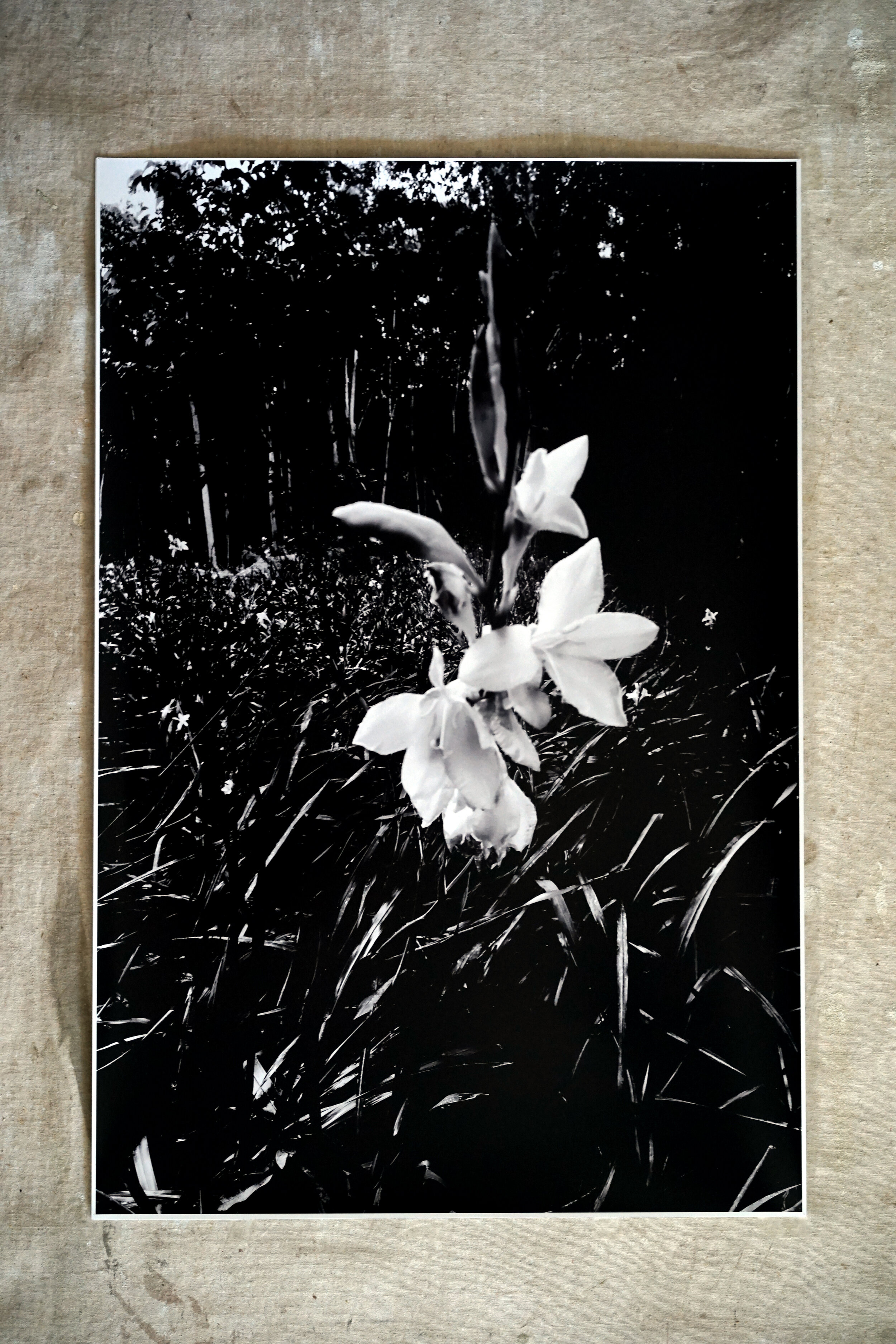 BLACK ORCHID - 20X30 DIGITAL PRINT 