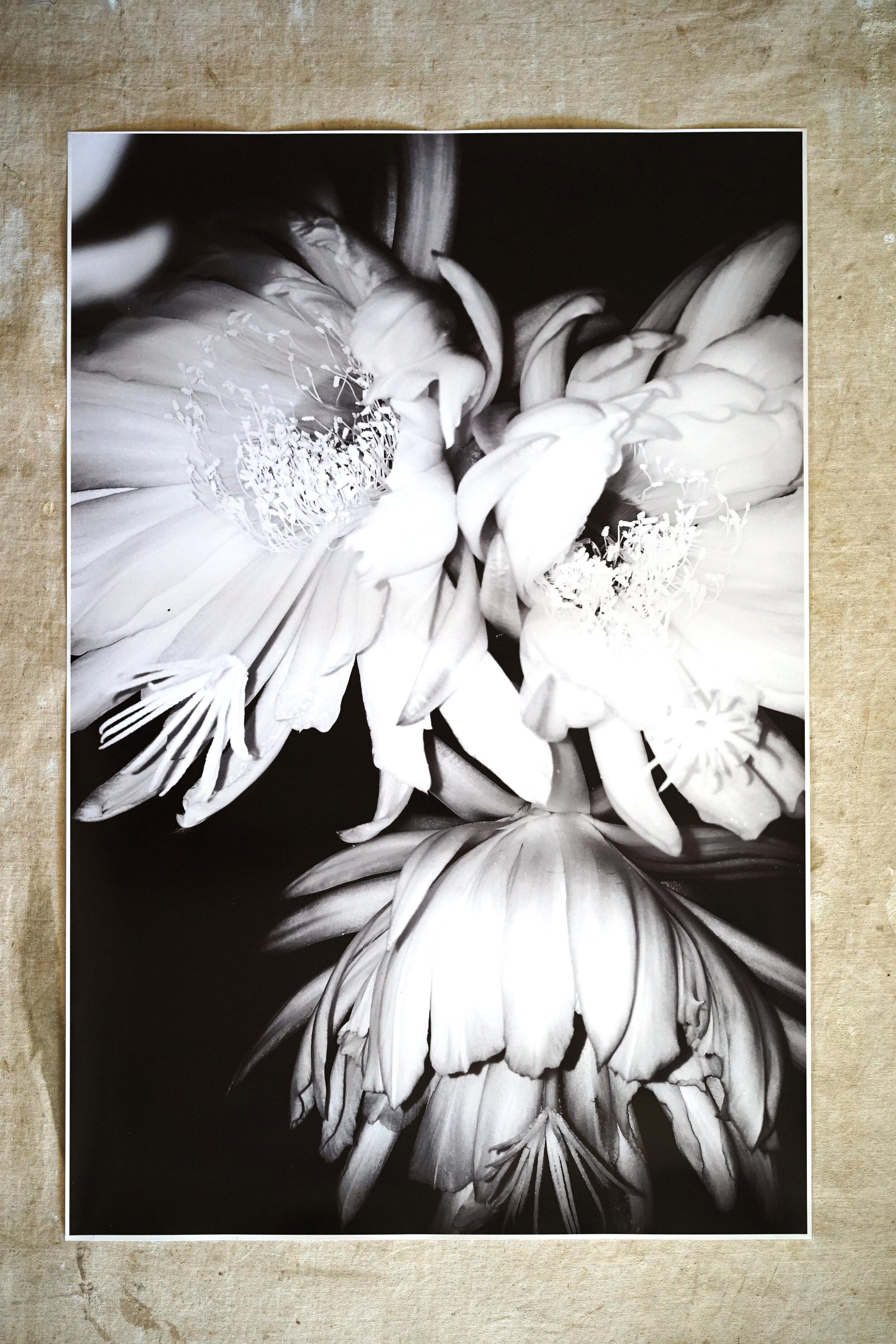 SAN PEDRO BLOSSOM - 20X30 DIGITAL PRINT