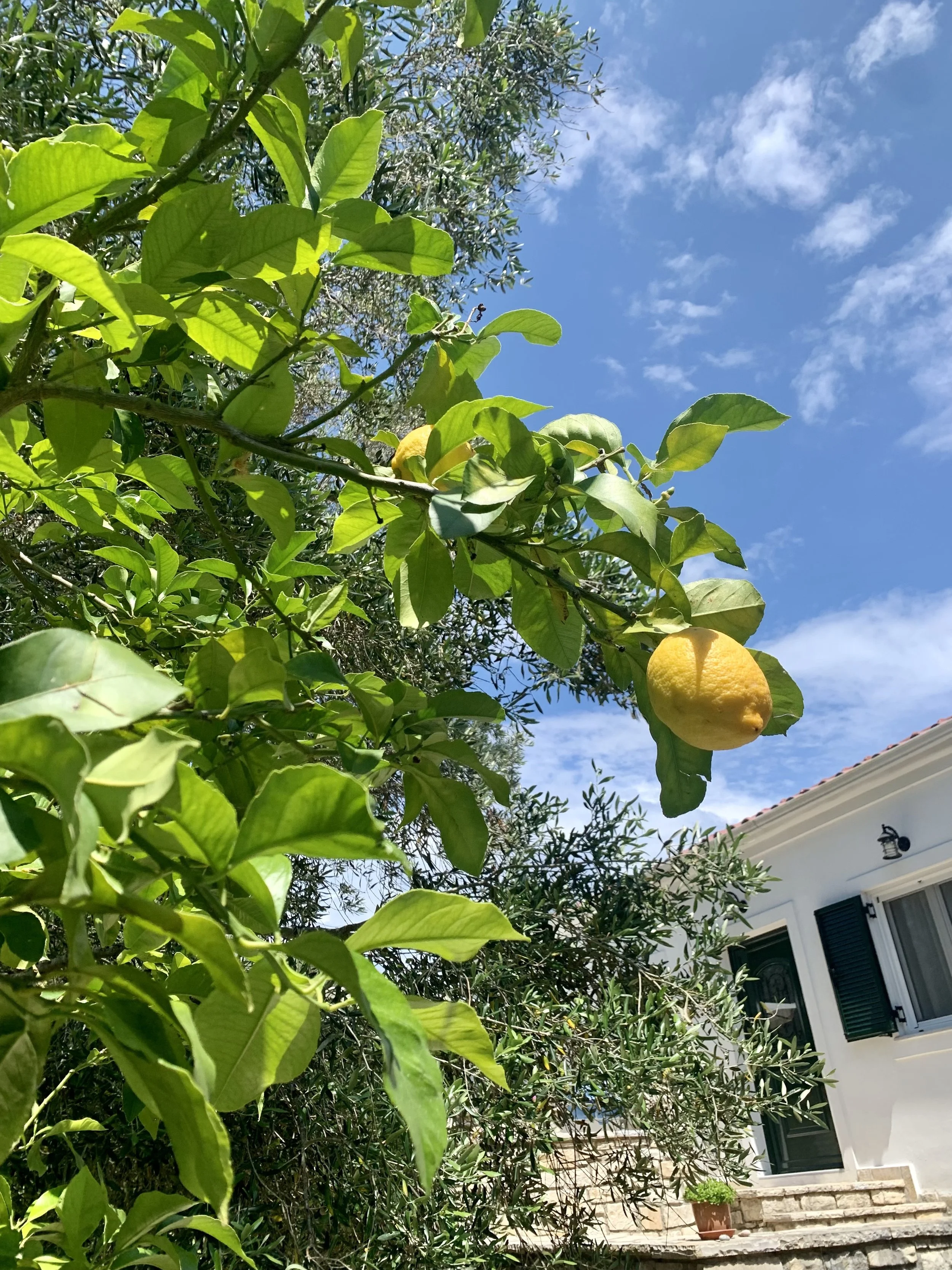 Lemon tree