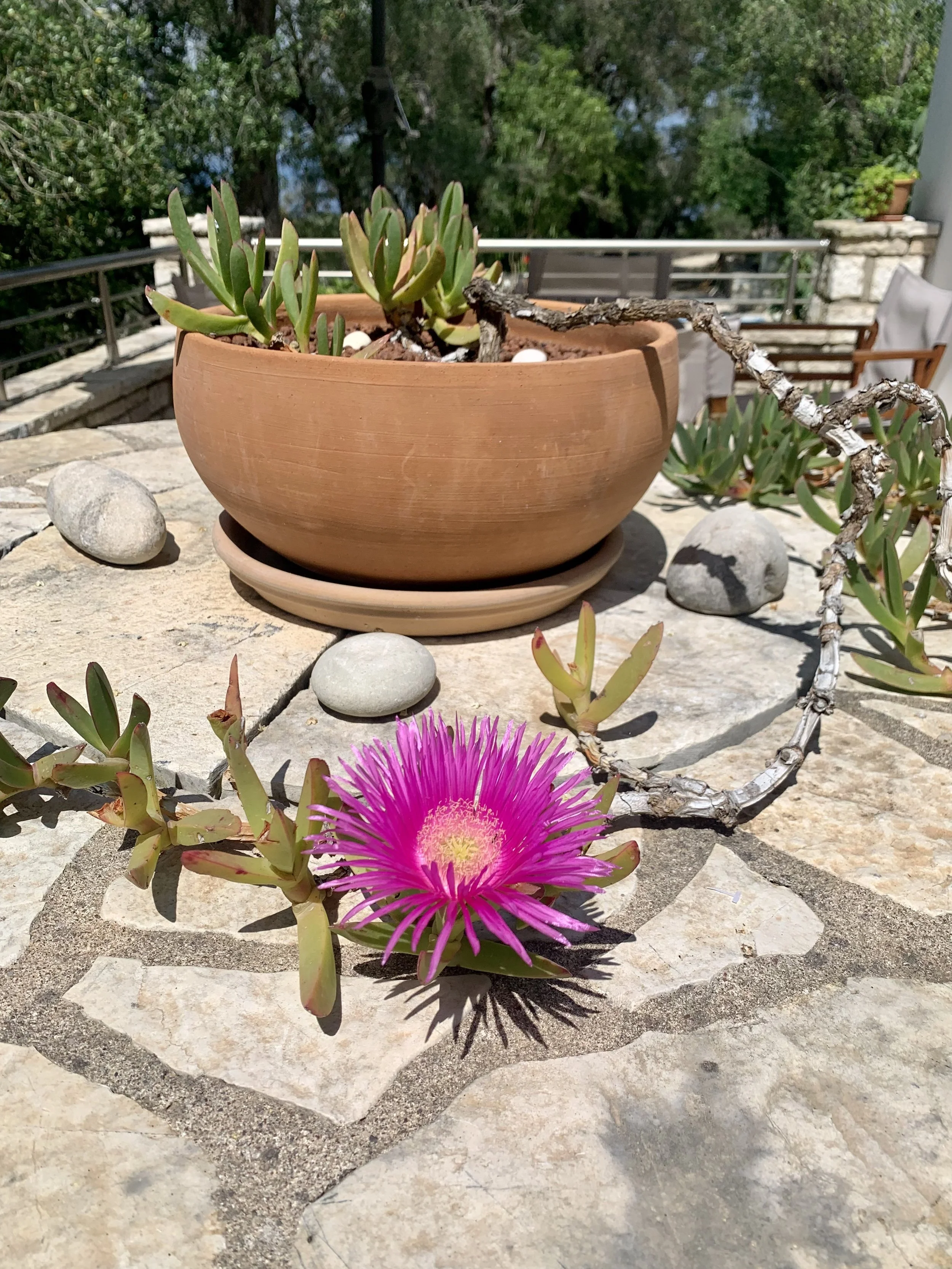 plant .jpg