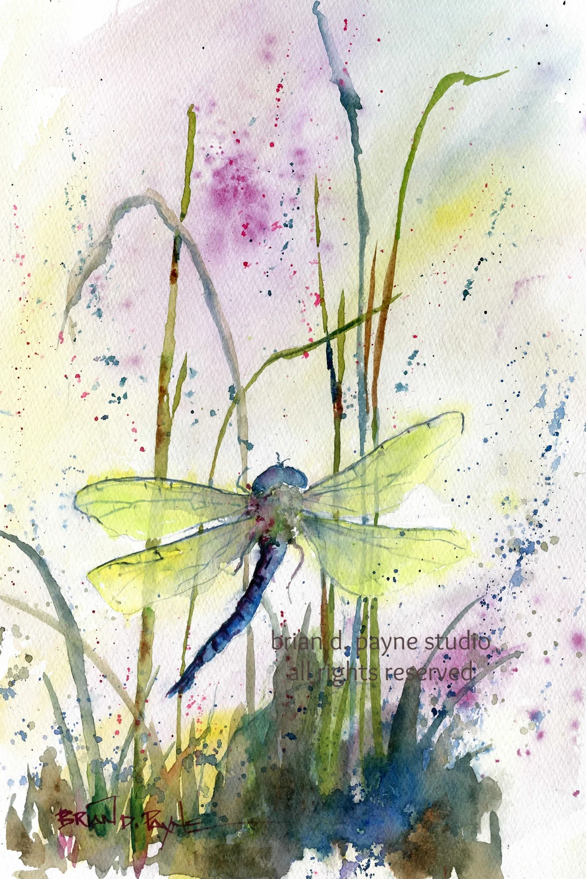 Jewel Toned Dragonfly
