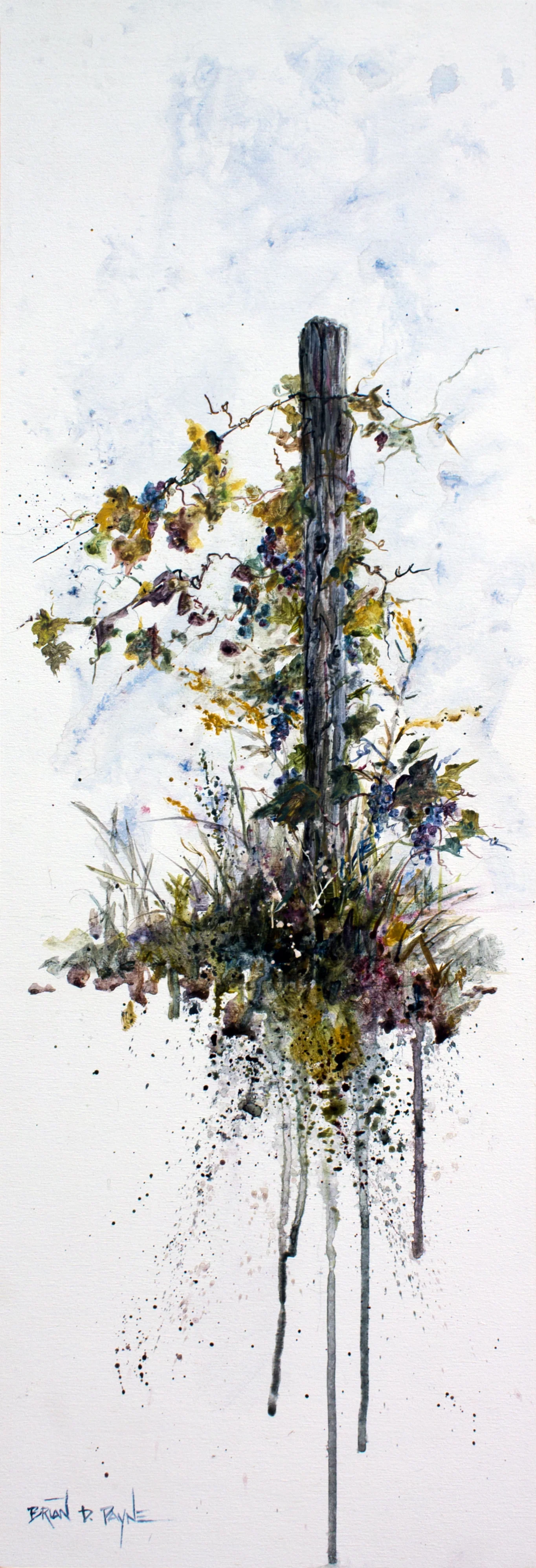 Grapevines