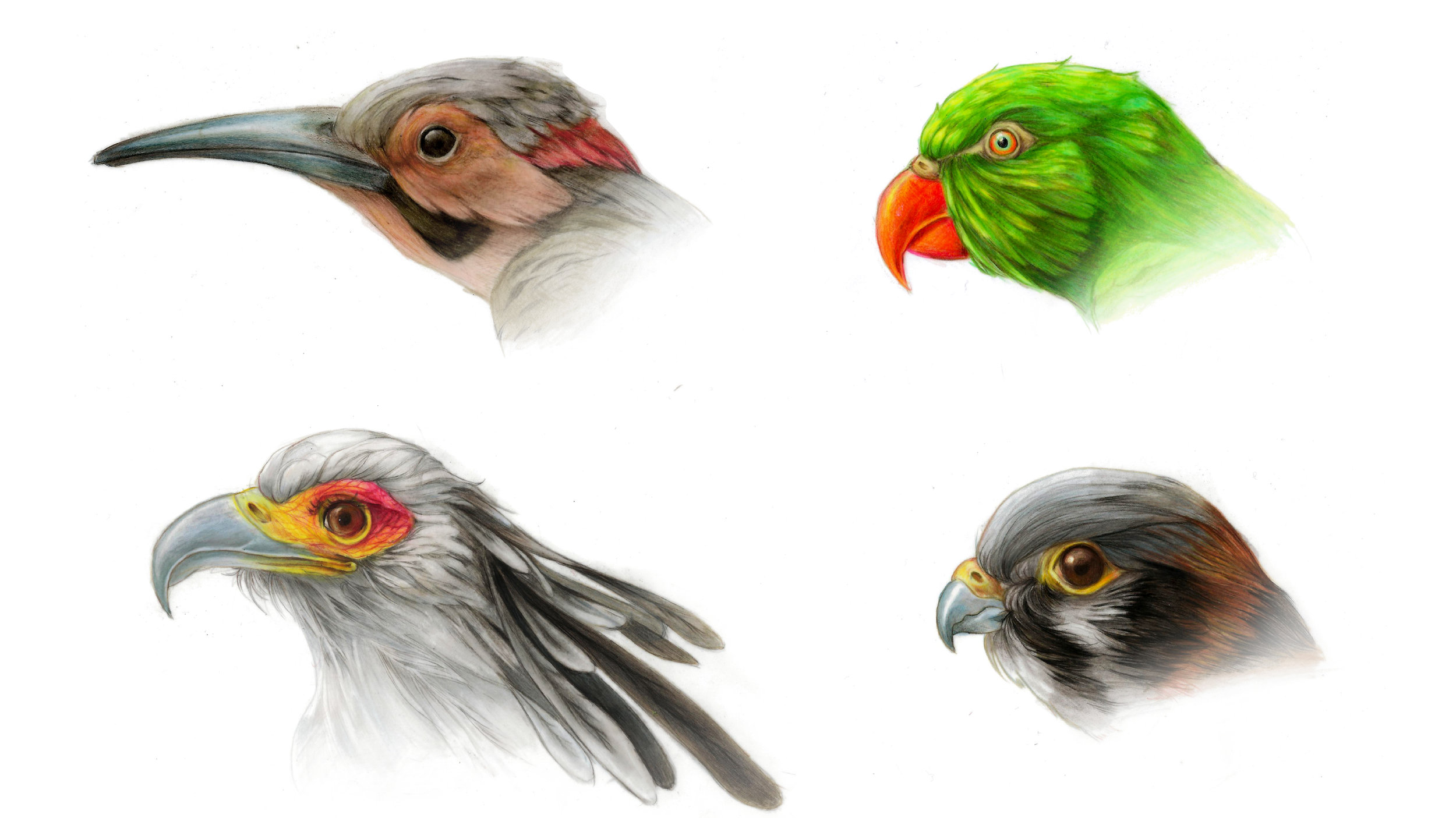 3. Coloured illustrations