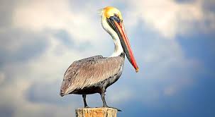 Charlie the peilican.jpg
