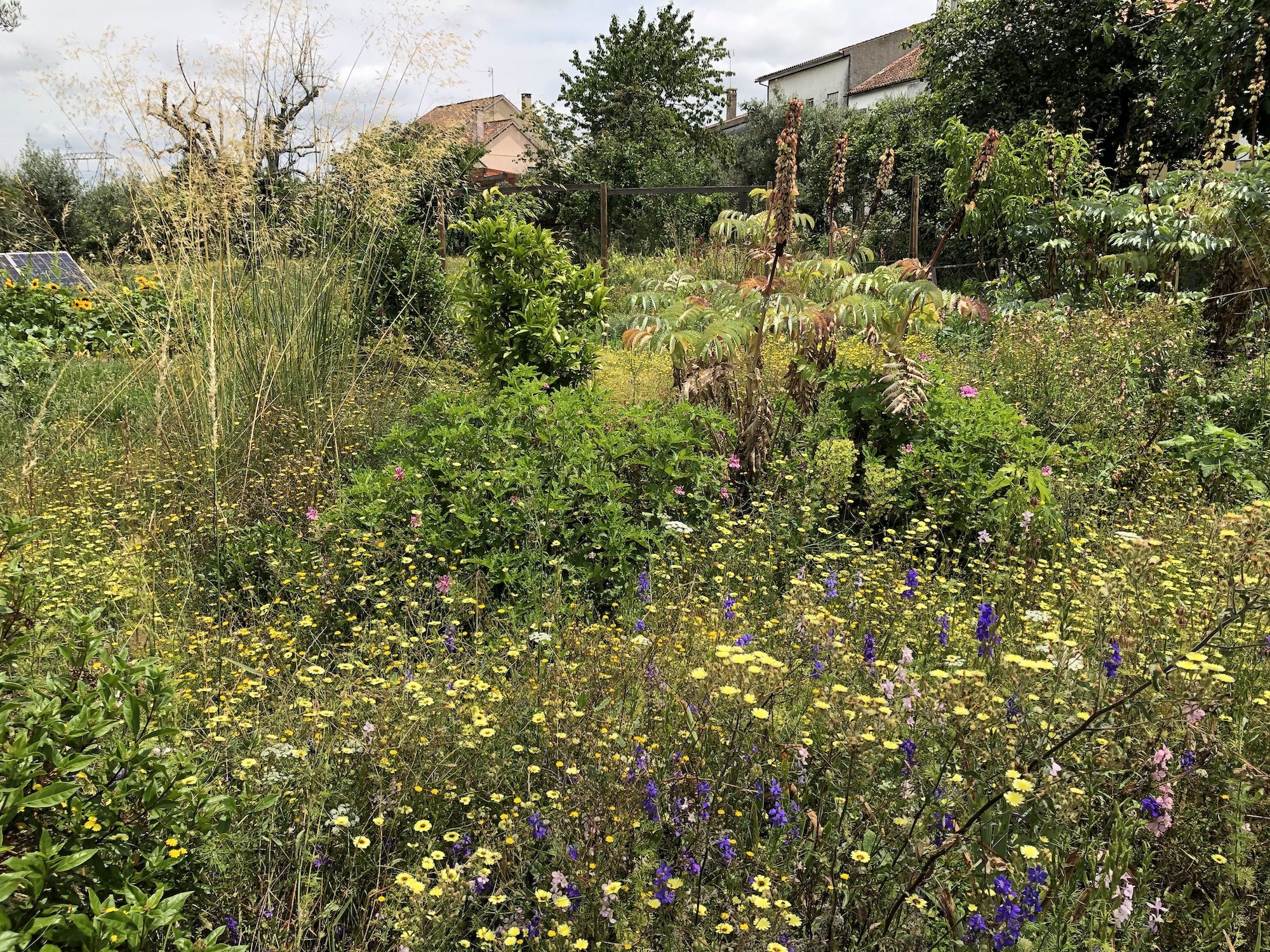 Noels-garden blog — Noel Kingsbury