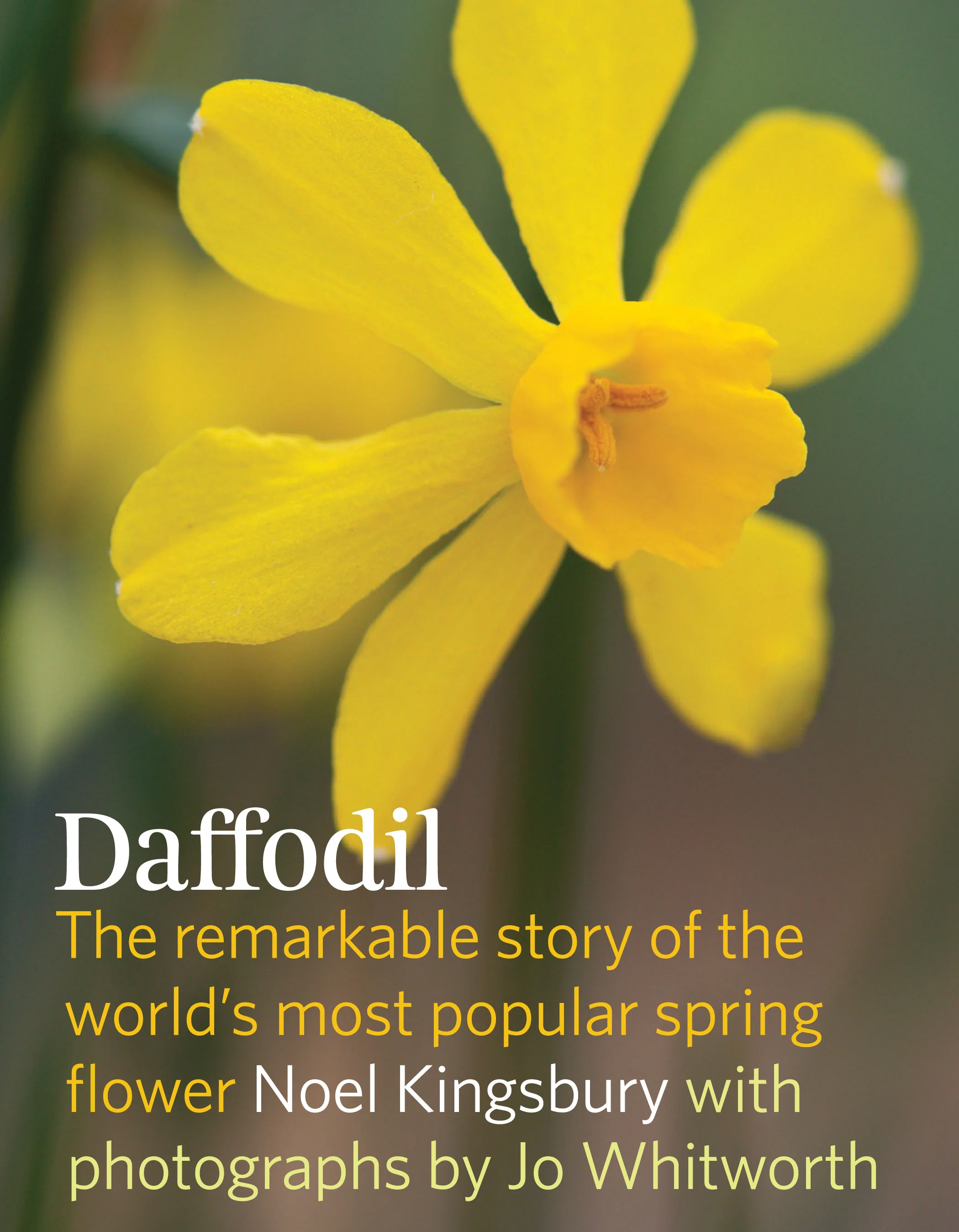 22 Daffodil.jpg