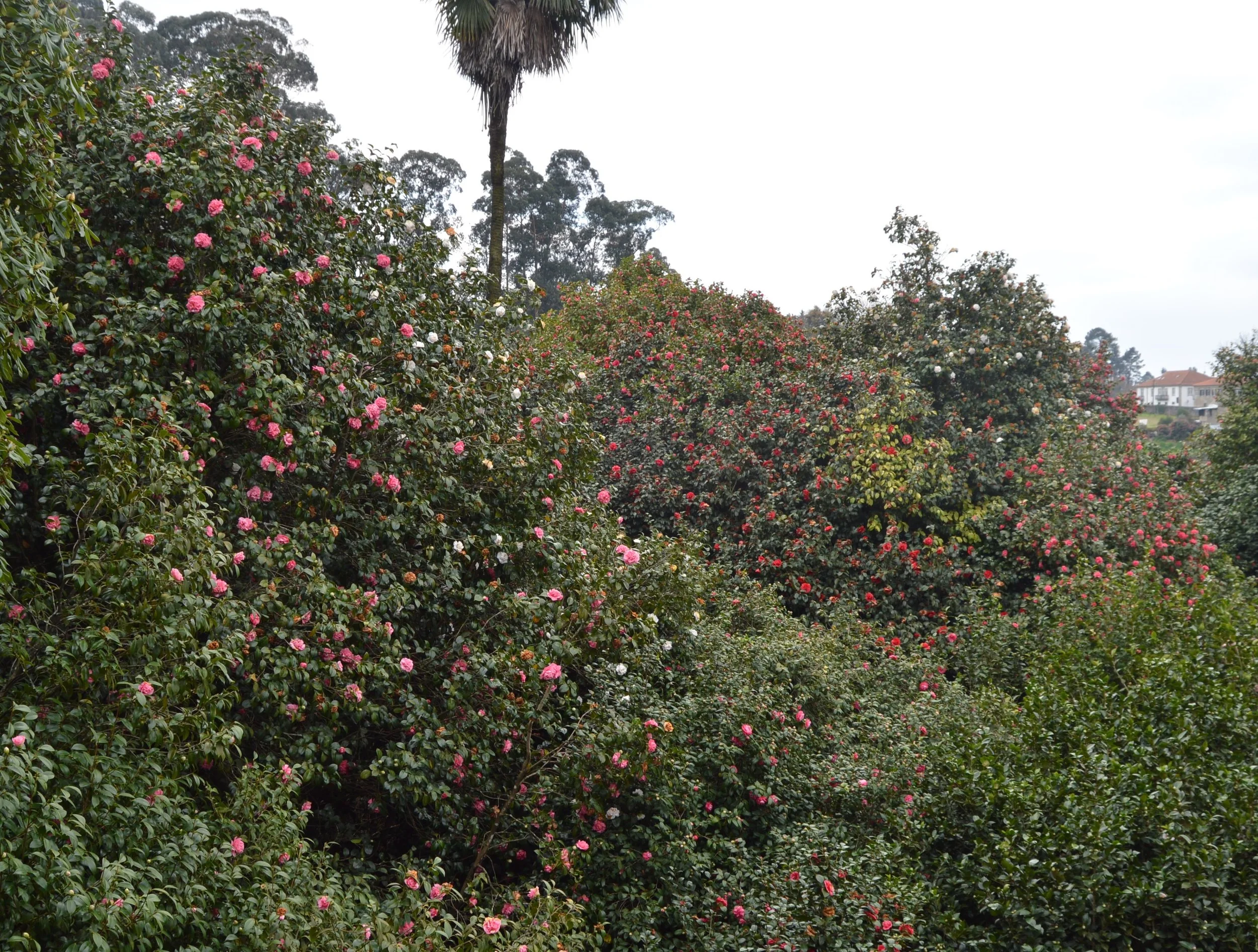 largest camellias.jpg