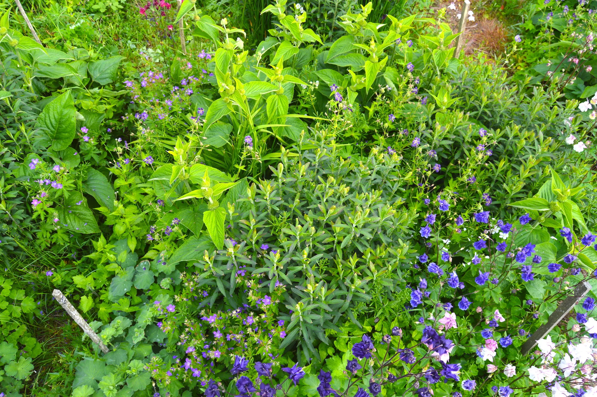 One of my high density trial plots in May 2017.