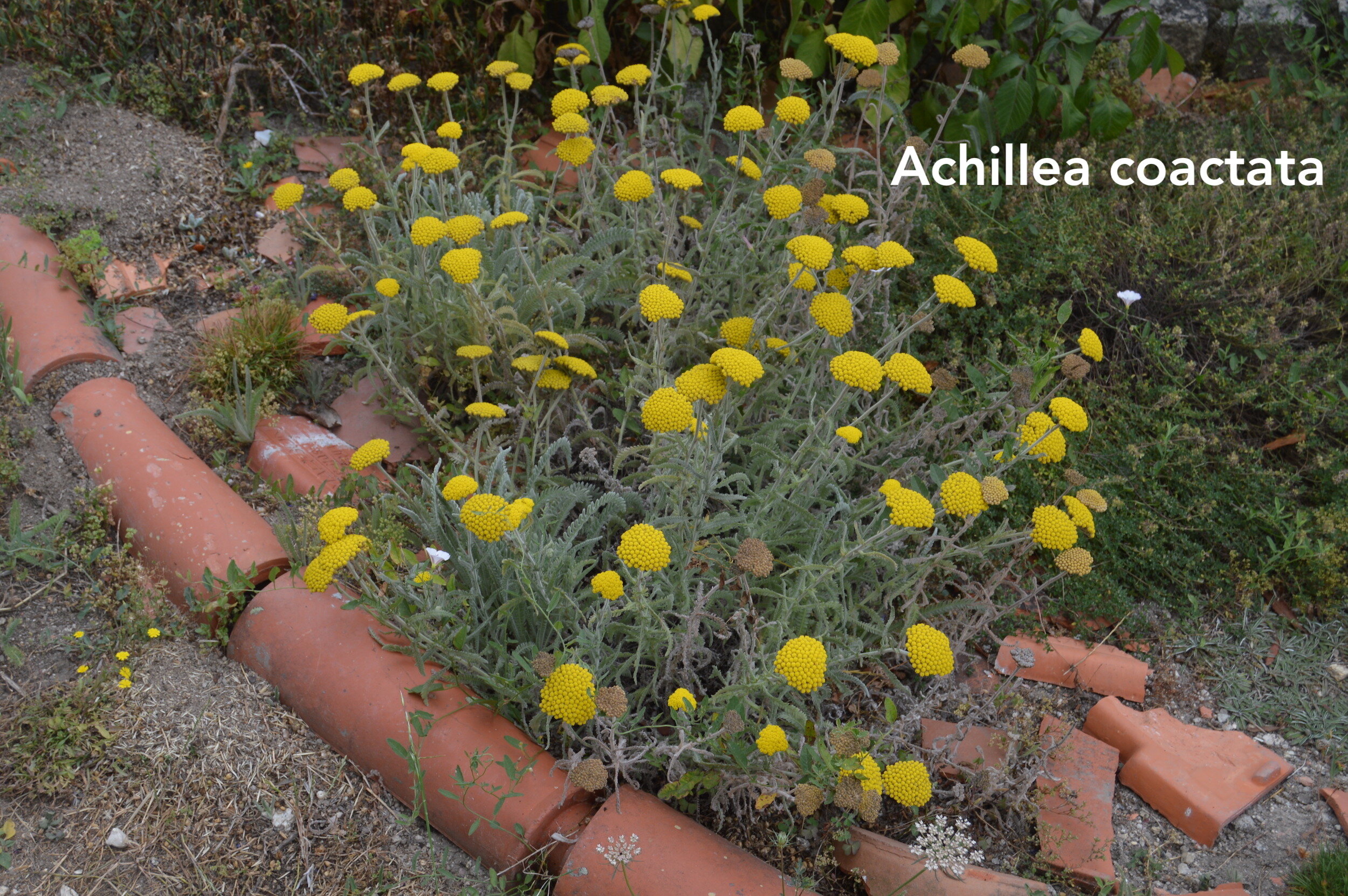 Achillea coactica copy.jpg