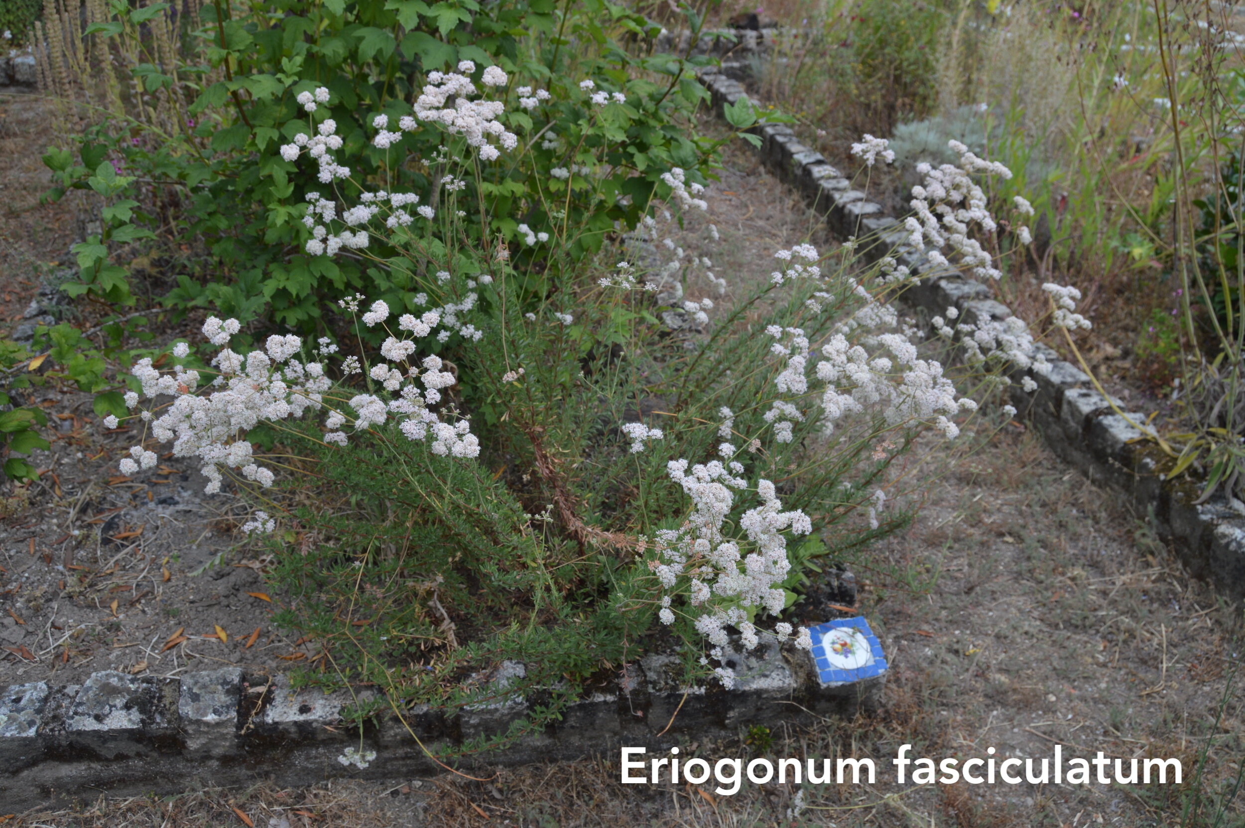 Eriogonum fasciculatum copy.jpg