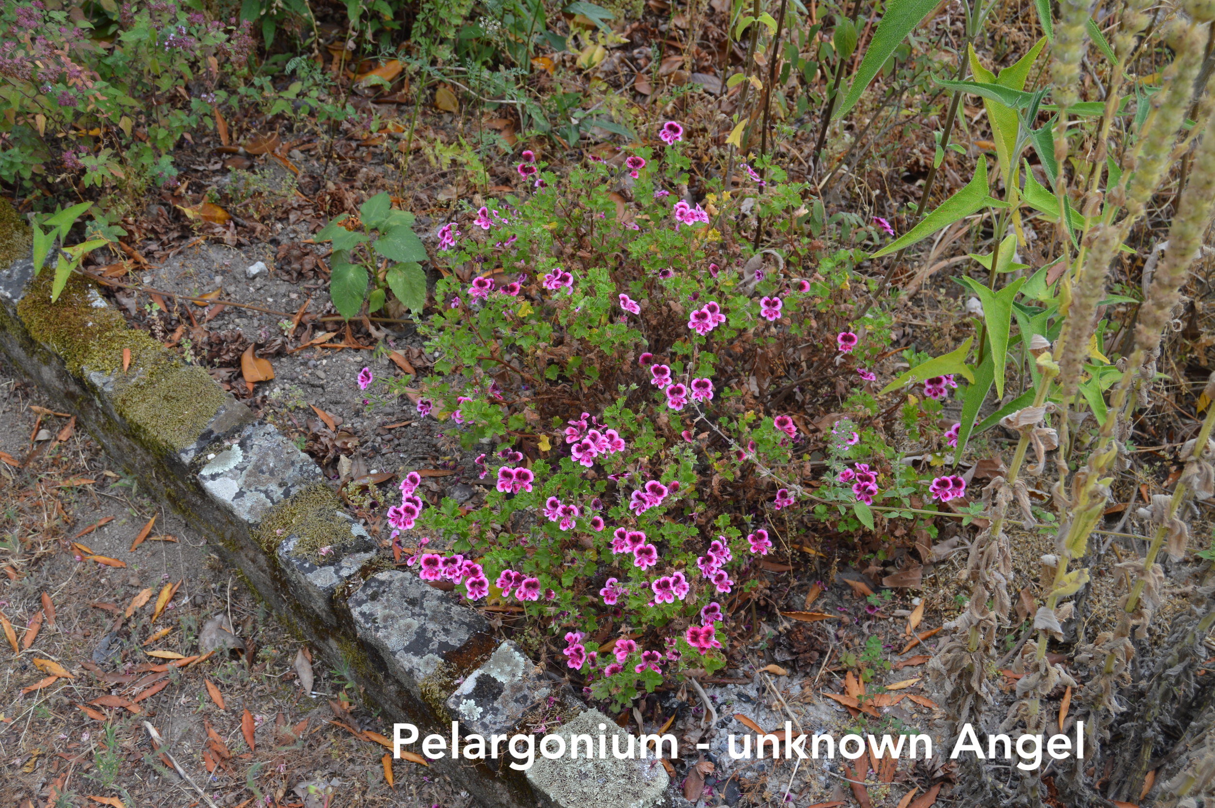 Pelargonium unknown Angel copy.jpg