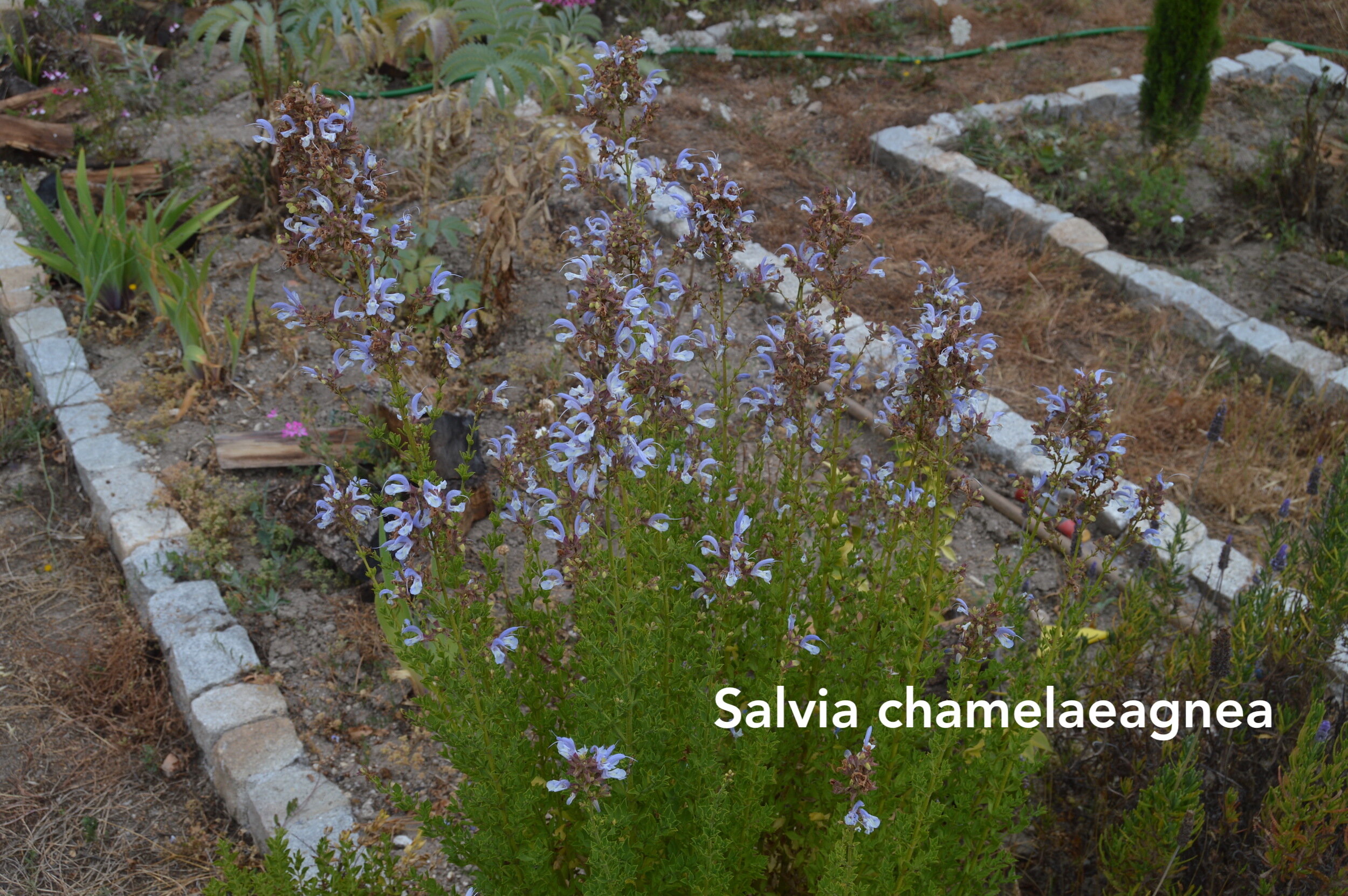 Salvia chamelaeagnea copy.jpg