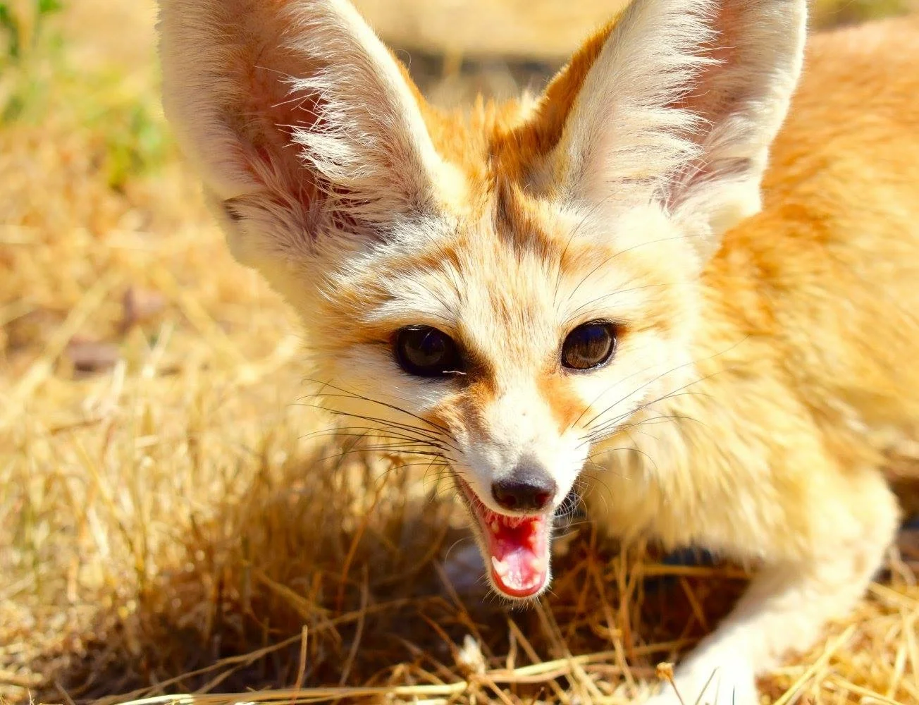 Since 2012 Lyon Ranch has been state and federally licensed to care for a number of restricted species as well as domestics. Chalka the fennec is a little fox who was born with a severe nutritional deficiency called rickets, which caused his bones to grow incorrectly. Regardless of this setback, Chalka has faced each obstacle with his foxy smiles and wiles intact!