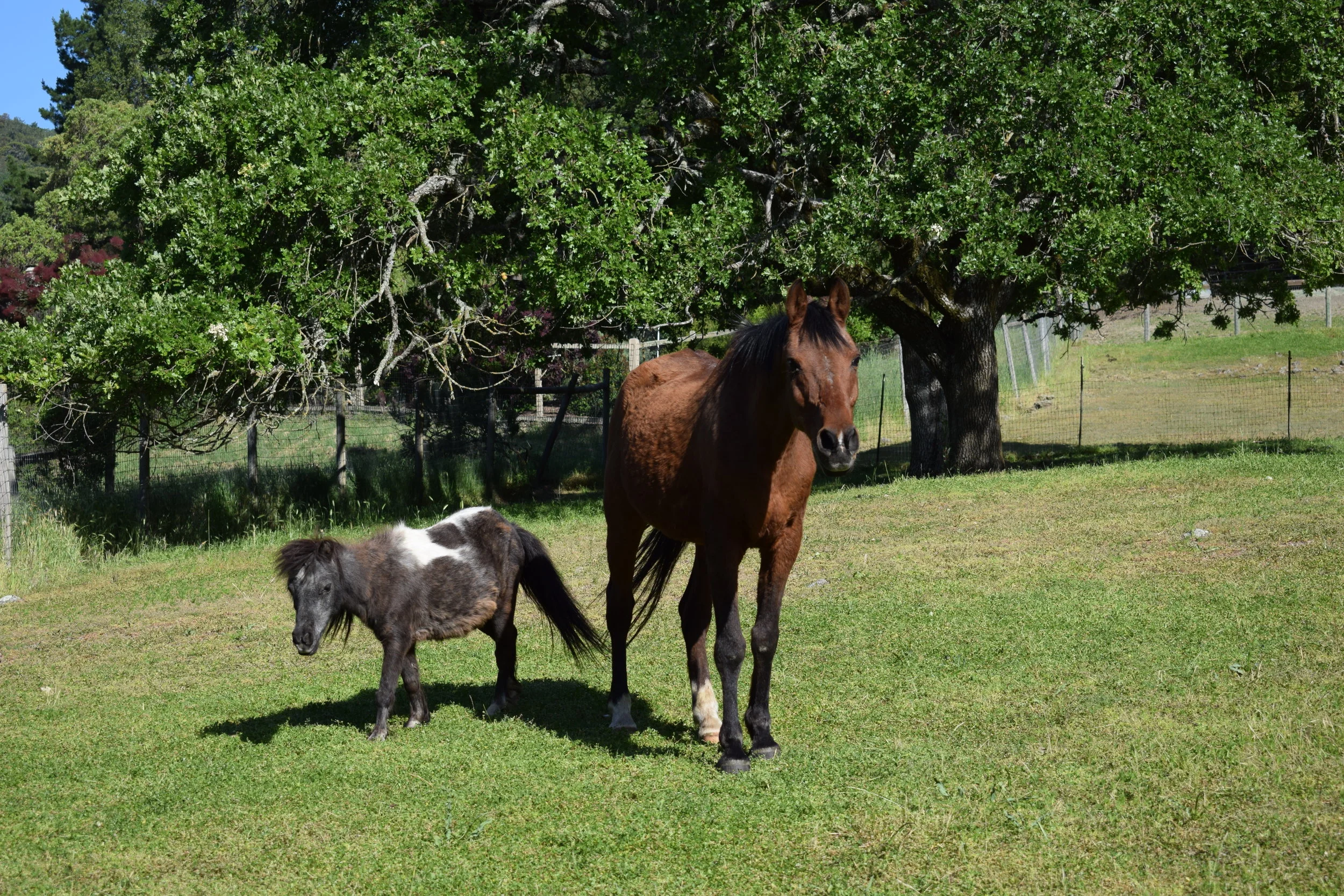 All proper ranches have a horse, of course, and at Lyon Ranch we have quite a few! Our small equine herd consists of two standard horses, six mini donkeys and seven mini horses that have come from a variety of sub-standard homes. Many of our hooved friends are now in their senior years and delighted to live out their retirement in the grassy four-acre pasture.