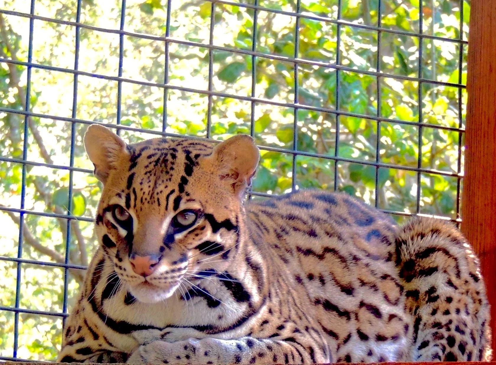 In 2016 California Fish & Wildlife helped us re-home 5 ocelots and 4 Geoffrey's cats from another facility in Northern California where the permitee had died without leaving instructions regarding his animals. We managed to bring them safely to the ranch where they are content to remain as long as it's quiet and undisturbed. Since these cats were never trained or handled, they dislike, but tolerate, the company of humans.