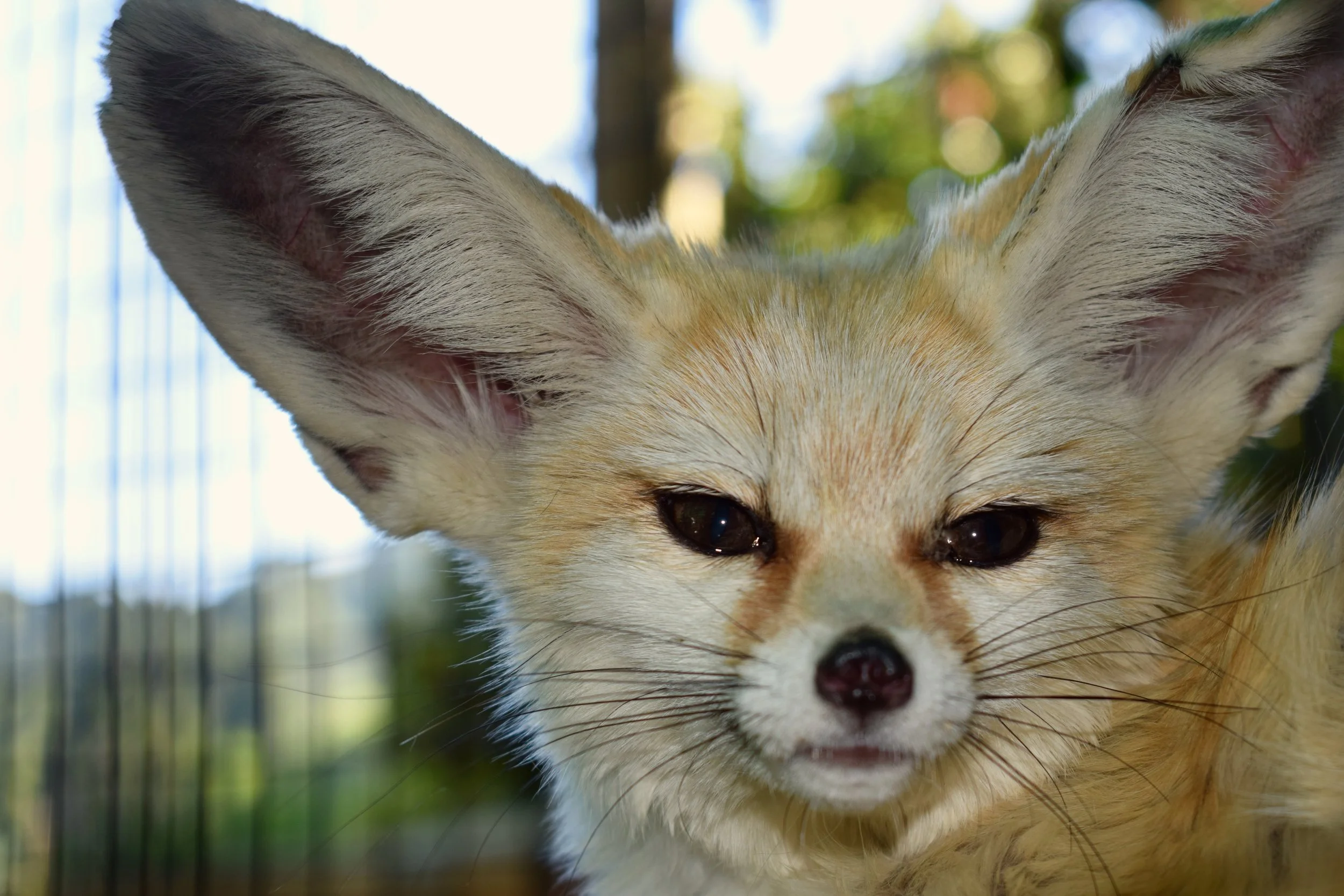 One of our most popular ambassadors the we use in the therapy program is Chewy the fennec. Despite this little fox's rough start and rugged appearance, he's proven to be a resilient and delightful addition to the program. When he came to Lyon Ranch he was all 'chewed up.' Now those initial hardships have given him an affinity for people not often seen with wild animals.
