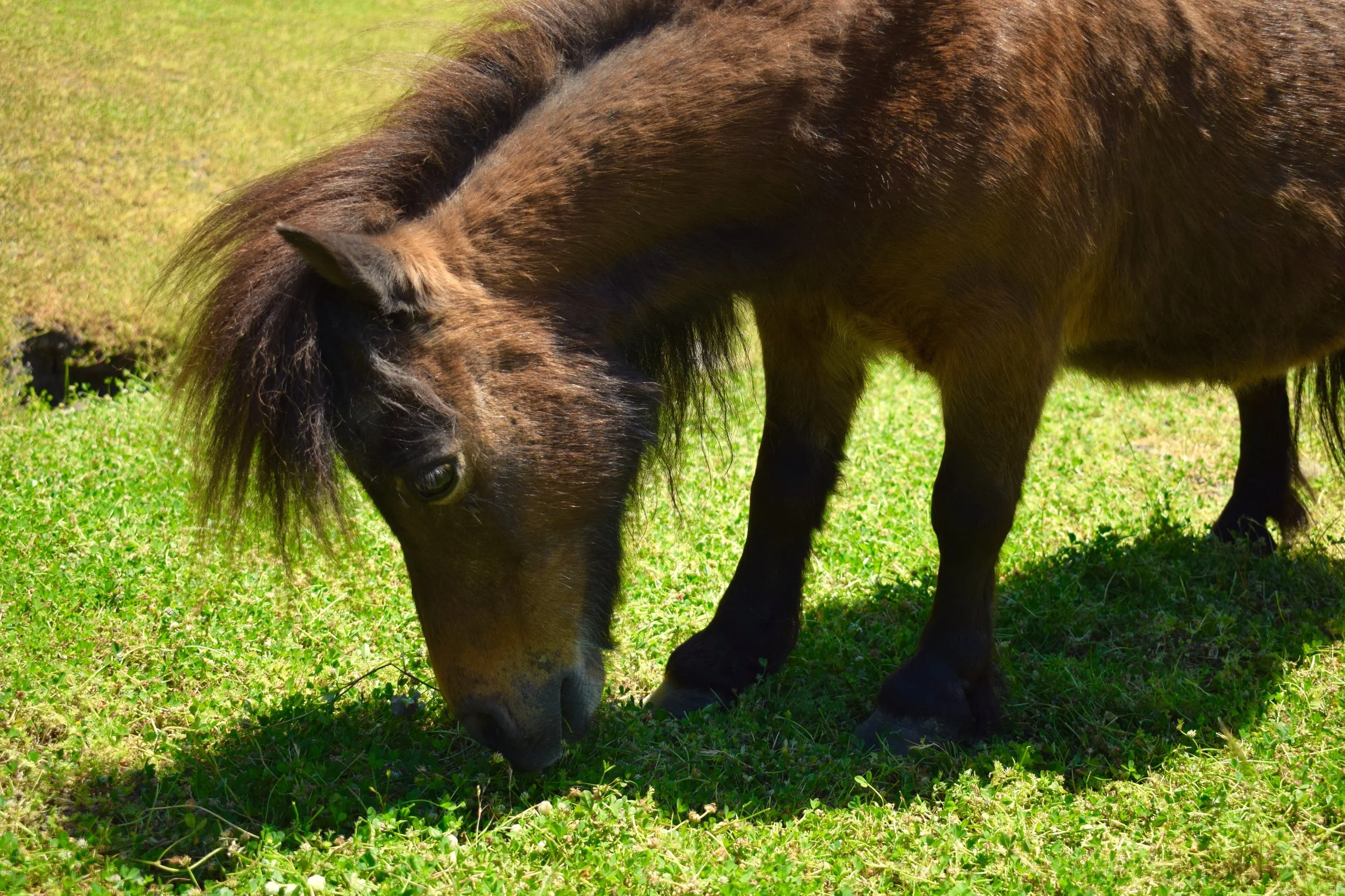 Muppet the mini horse is just as cuddly as his name implies. Our old boy is a pro at the therapy circuit where he delicately trots from person to person in search of pats and treats. Aside from being adorable, Muppet's favorite past time is snacking! It's nice to have a heard of fuzzy lawnmowers.
