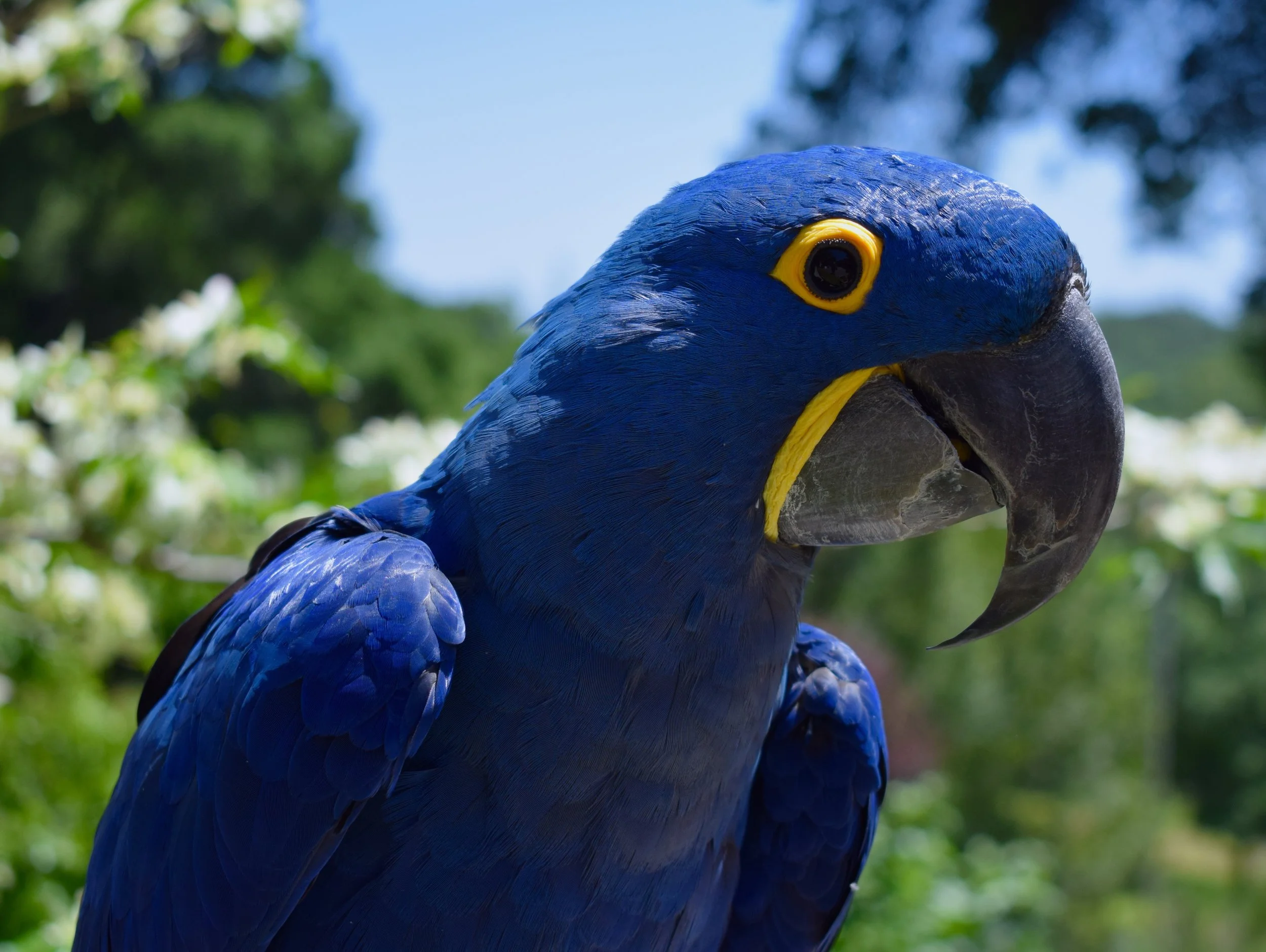 As a representative of one of the largest parrot species in the world, Lulu the hyacinth macaw certainly is an impressive figure. Her big size is matched by her big heart so she certainly lives up to the term 'gentle giant.' Lulu loves being admired and showing off her macadamia shell cracking skills to an impressed audience.