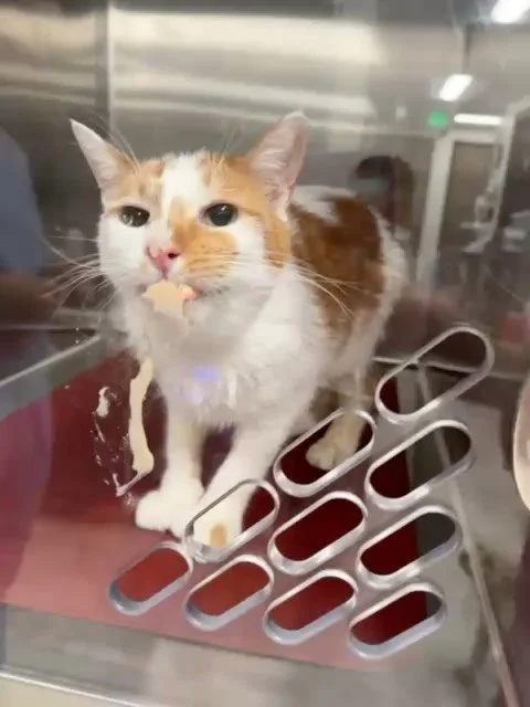 Tooth extractions for all! Y&rsquo;all saw that our poor Wally had to get some teeth extracted last month and now our Doodle bug is in the same boat. Doodle had all of her teeth (except her 4 fangs) pulled when she was returned to the shelter. Since 