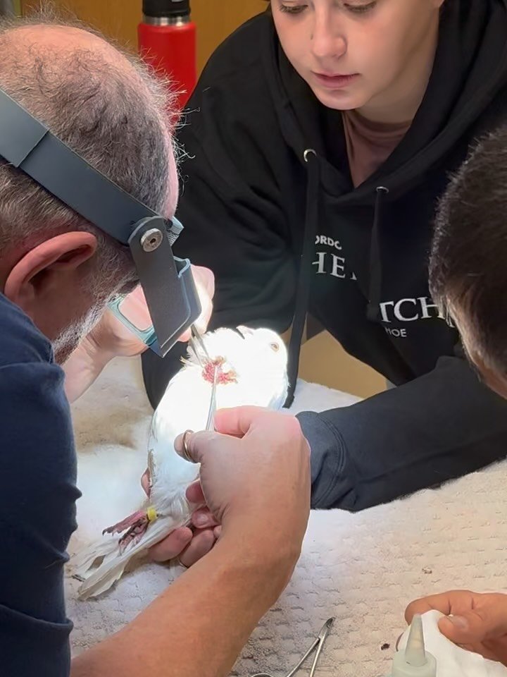 Warning: Footage of surgical procedure and stitches but there&rsquo;s a happy ending! 

Today we are so grateful to our friends at Sonoma Veterinary Clinic. Doctor Rosner performed the incredible feat of sewing up a severely blown out crop on one of 
