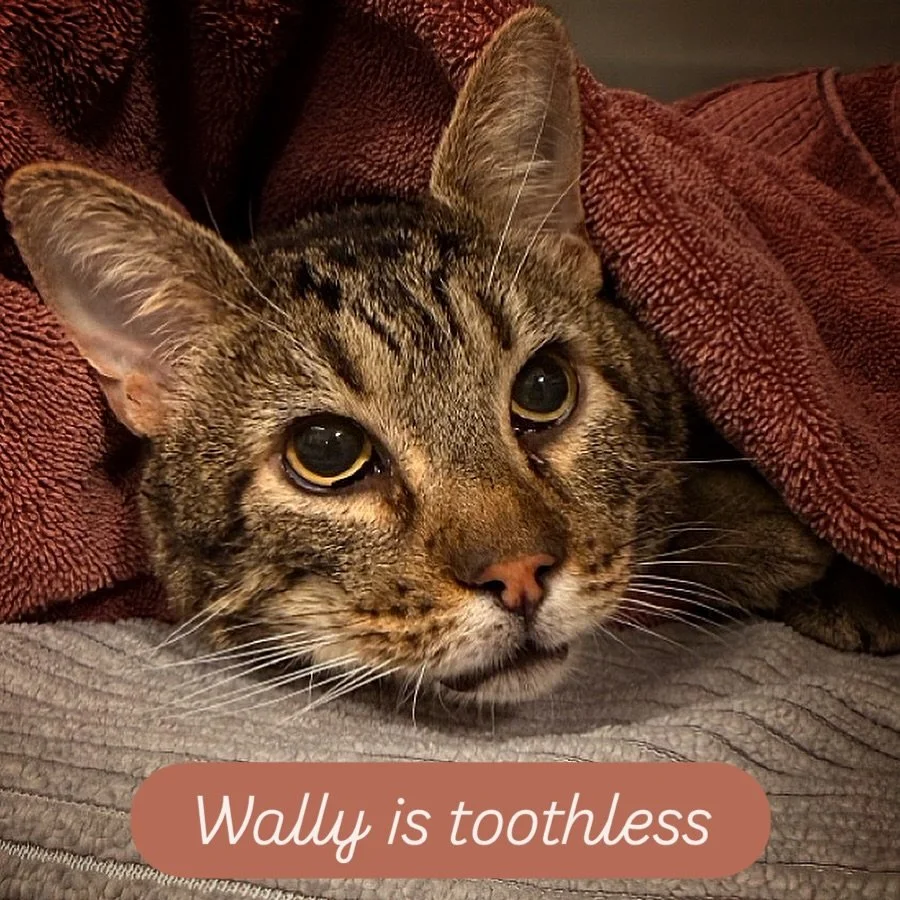 Wally update! 

We are happy to say that Wally&rsquo;s surgery went well, he&rsquo;s already hungry, and giving his humans nose rubs❤️

A HUGE thank you to our friends over at @northbayvetdentist - their team is amazing and level of care is unlike an