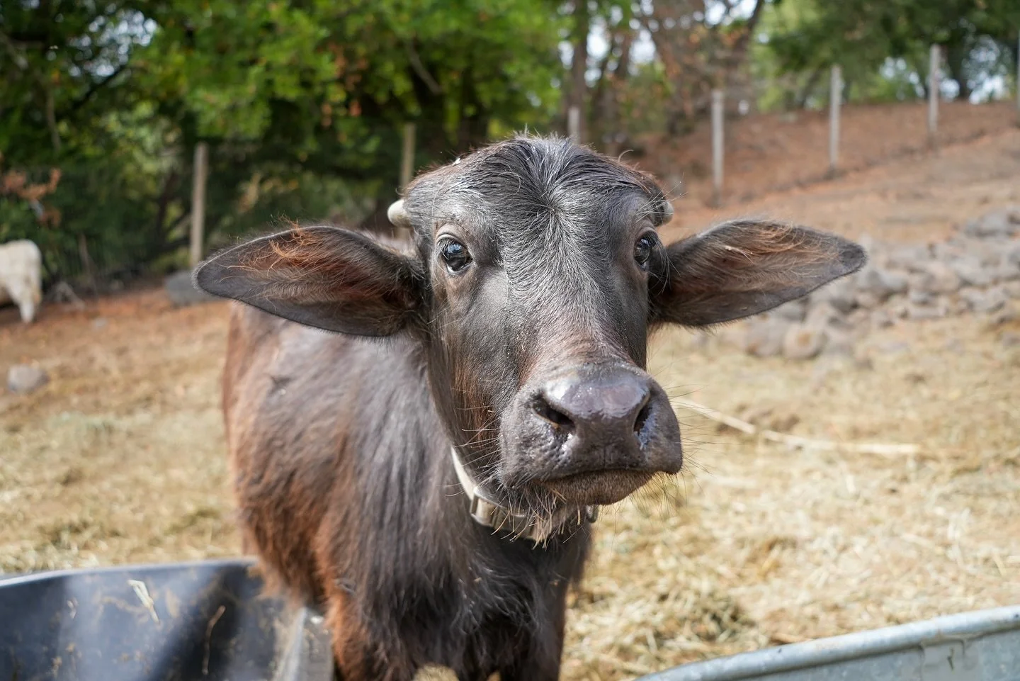 Hello from Willie Nelson our baby water buffalo! 🖤🐃 

Willie made an appearance at our recent mini petting zoo pop up on Halloween at @broccosbarn. Did you get a chance to meet this sweet boy?

Water Buffalos don&rsquo;t have many sweat glands and 