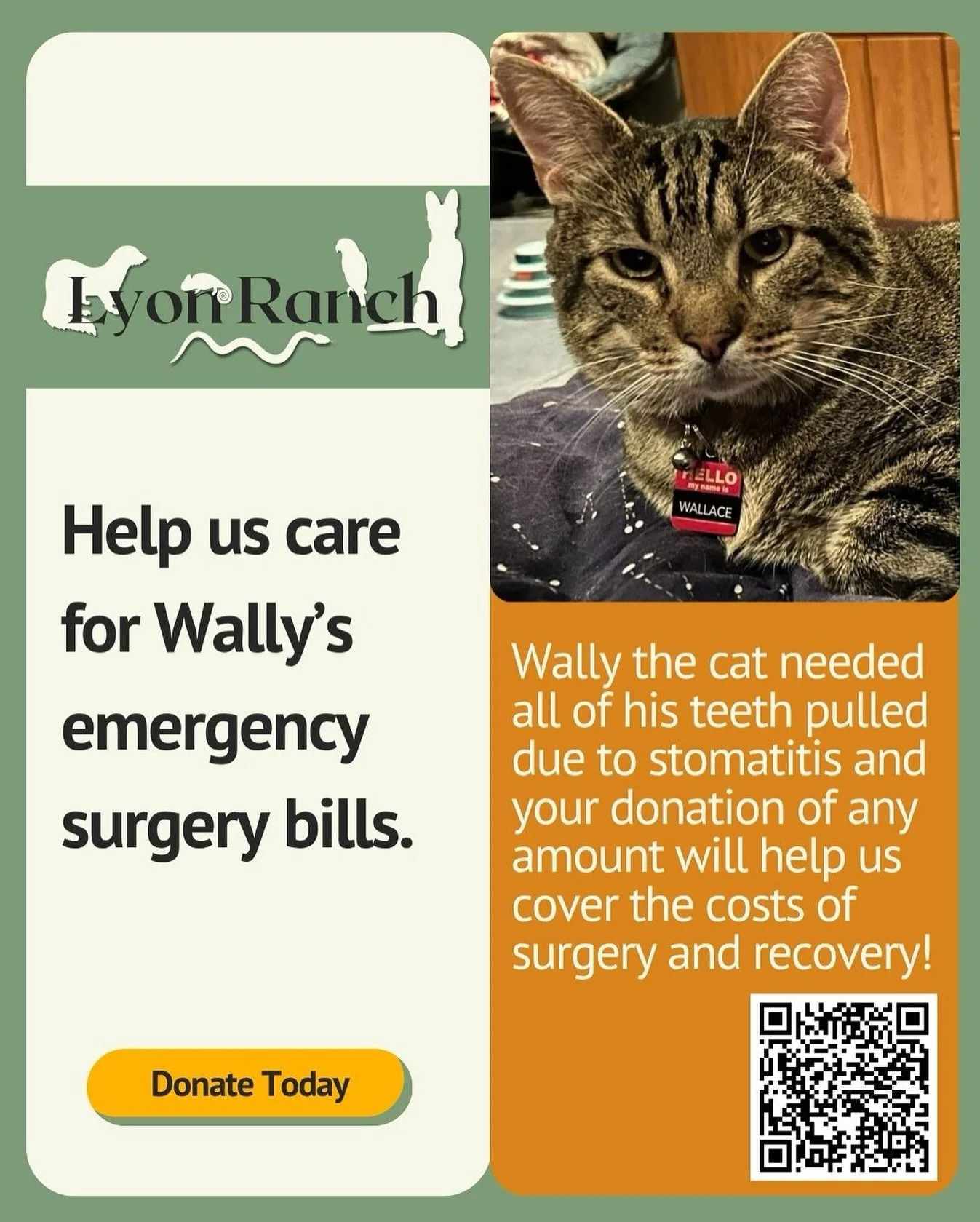 🐈&zwj;⬛ Wally needs us. 🐾 At just 5 years old, Wally (aka Wallace) was abandoned and very sick&mdash;stomatitis, infection, even tapeworms. After multiple vet visits and a full dental extraction, he&rsquo;s finally healing and soaking up cuddles at
