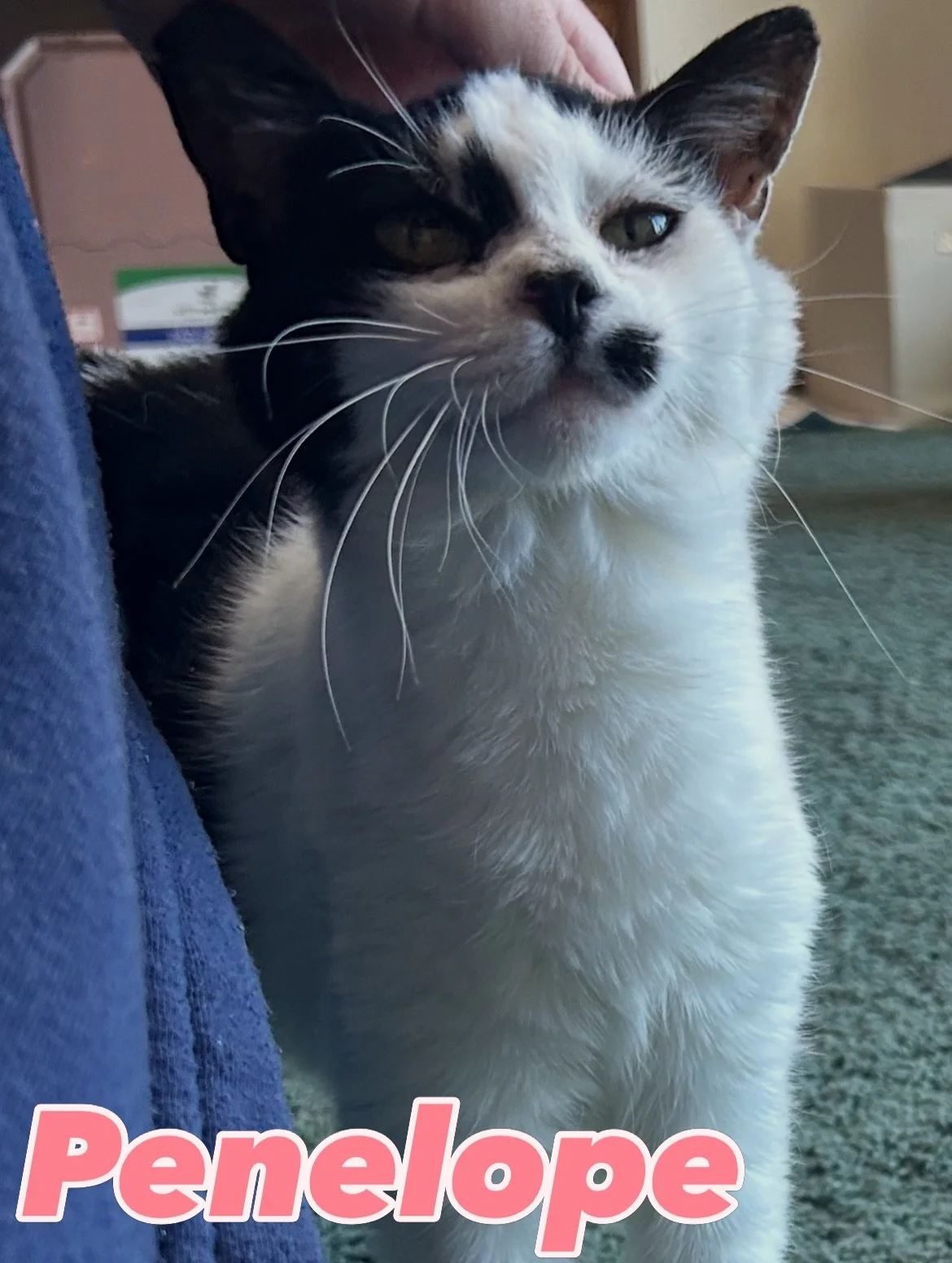 Meet Penelope, Grey, and Tippy ❤️

Lyon Ranch has over 250 rescued animals, and 18 of those animals are domestic house cats. Let us introduce three of our furry friends! 

Penelope is about 6 years old and grew up in a storm drain. She was kept alive