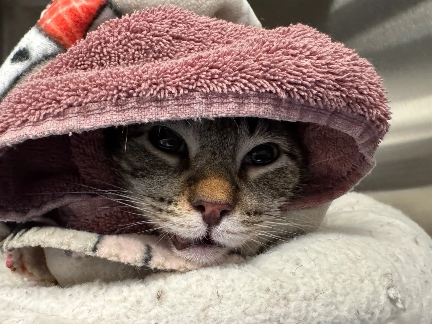 Poor Benny had all his teeth pulled yesterday due to AGGRESSIVE stomatitis. Thankfully our little guy is recovering smoothly and we are so grateful to our friends at  @northbayvetdentist. Dental health is so important to an animal&rsquo;s quality of 