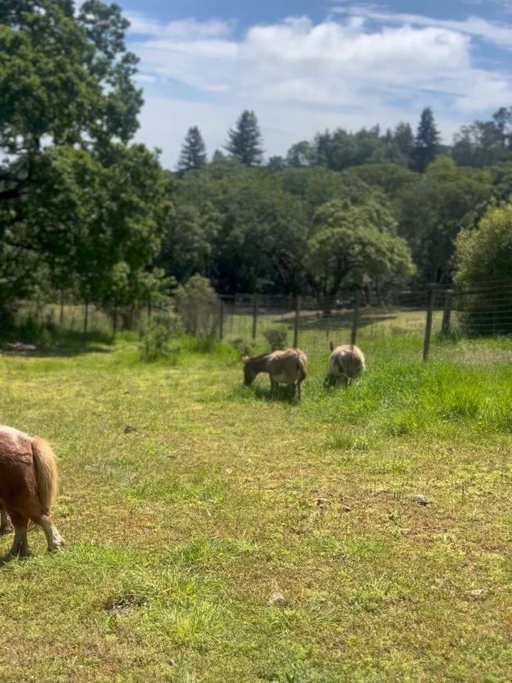 ZZ-Top the zebra donkey and all our other hooved friends are THRILLED to have their spring pastures open. ❤️ #zebradonkey #rescueanimals #rescueminis #minihorses #minidonkeys