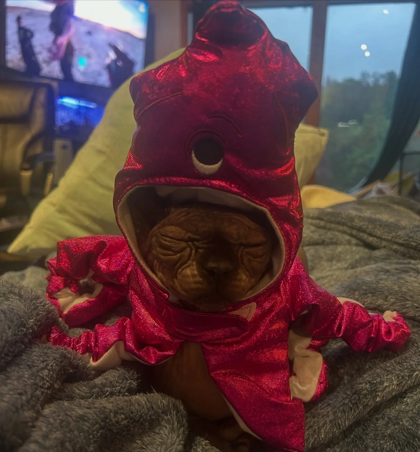 Can anyone identity this creature for us? #bellatrix #donskoysphynx #sphynxloversofinstagram #sphynxcat