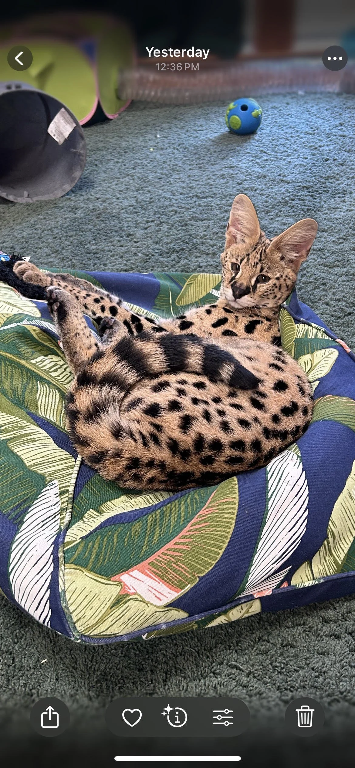 Serval Squad Donation