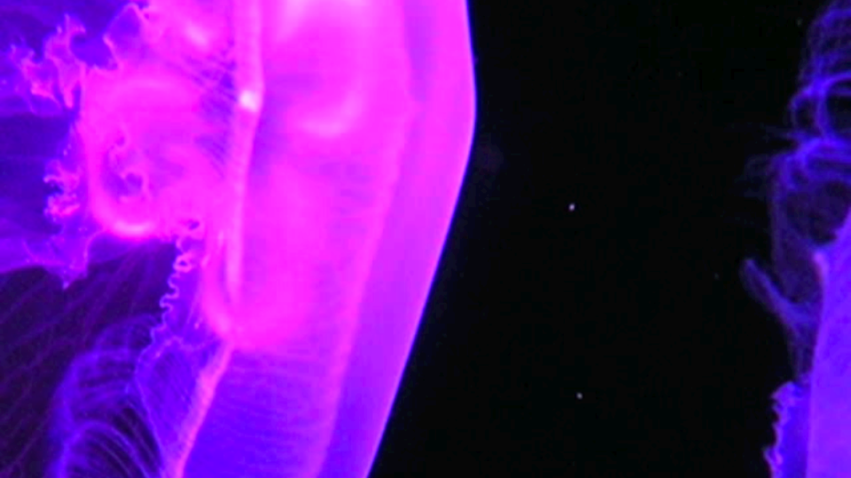 jellyfish2 05 copy.jpg