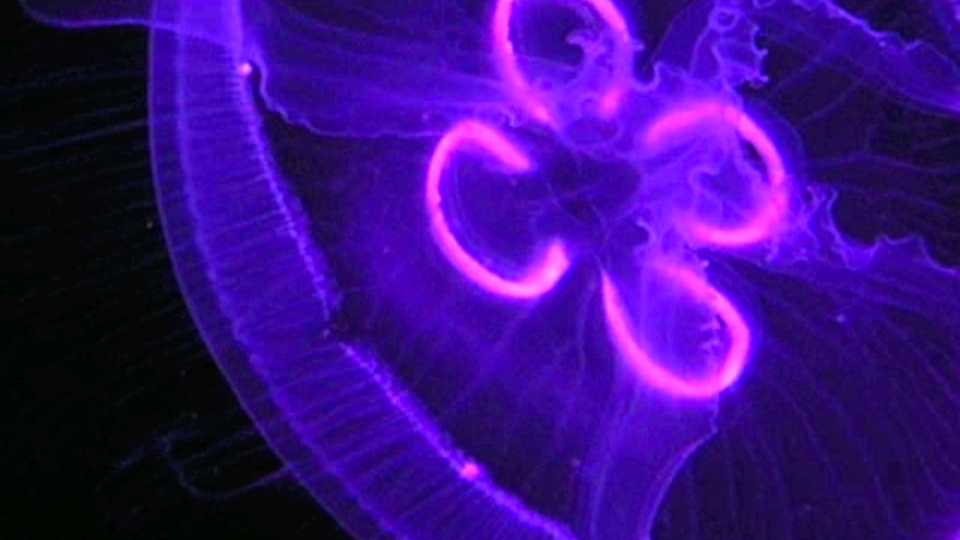 jellyfish2 28.png