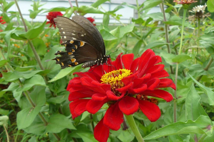butterfly.jpg