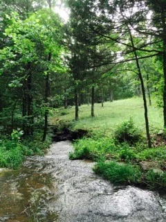 trees-and-creek.jpg