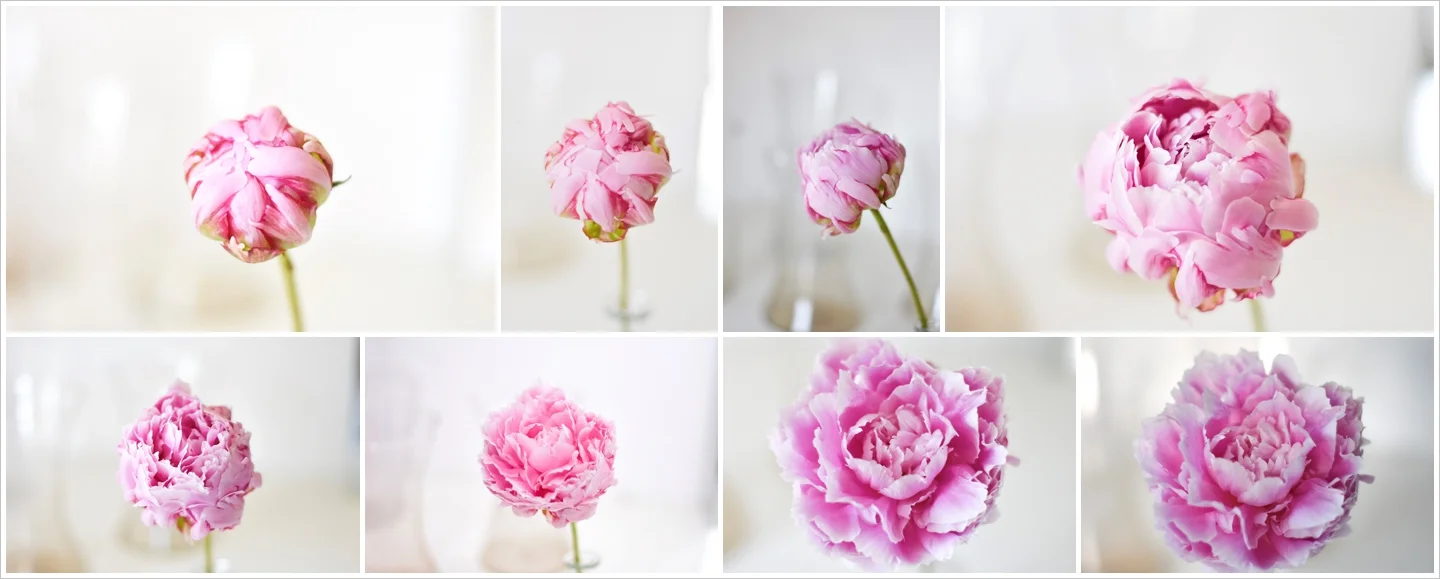 Pink peony opening slowly over 8 days