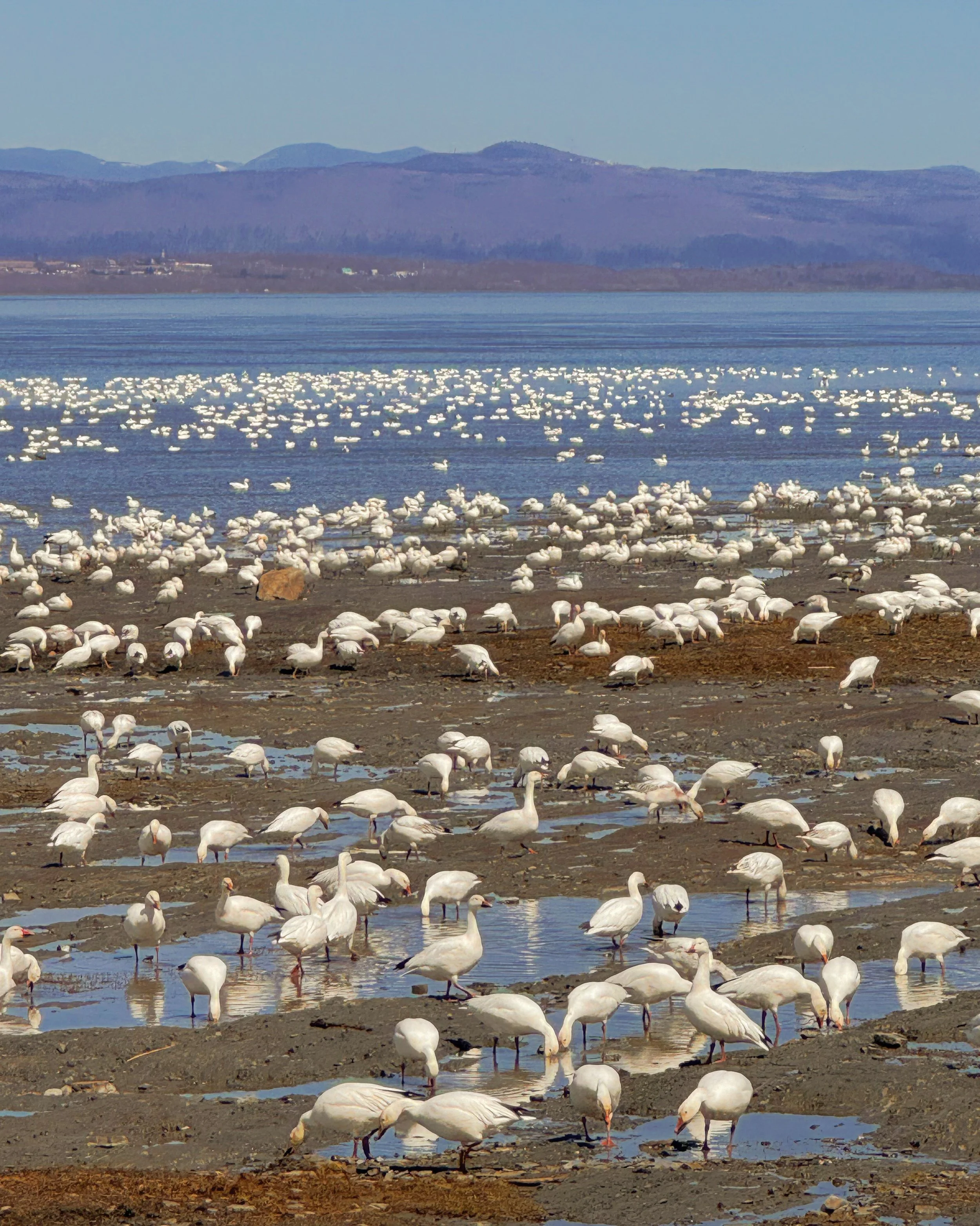 snow goose migration in Quebec City